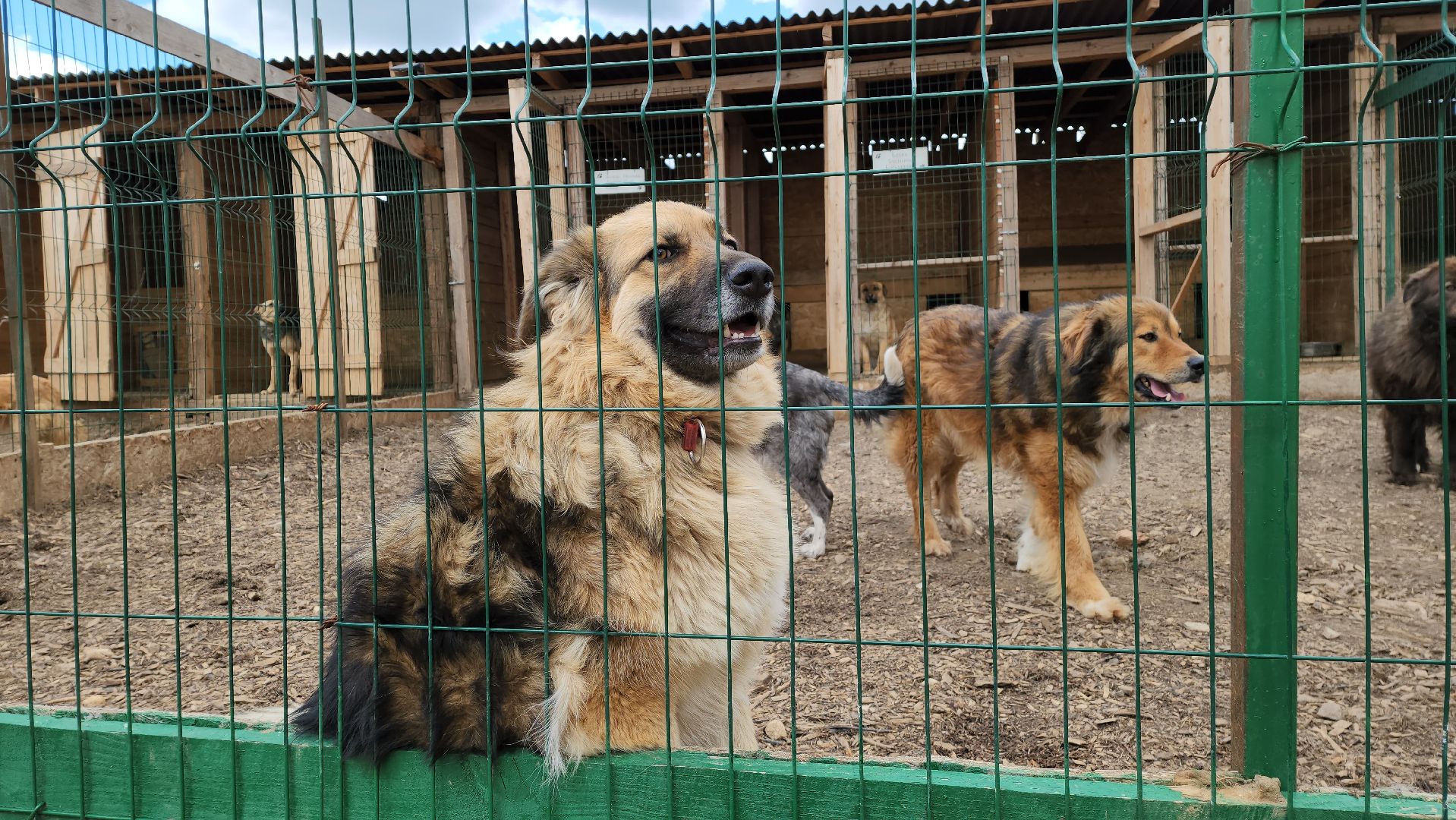 красногорск, приют для животных, лохматый ангел,