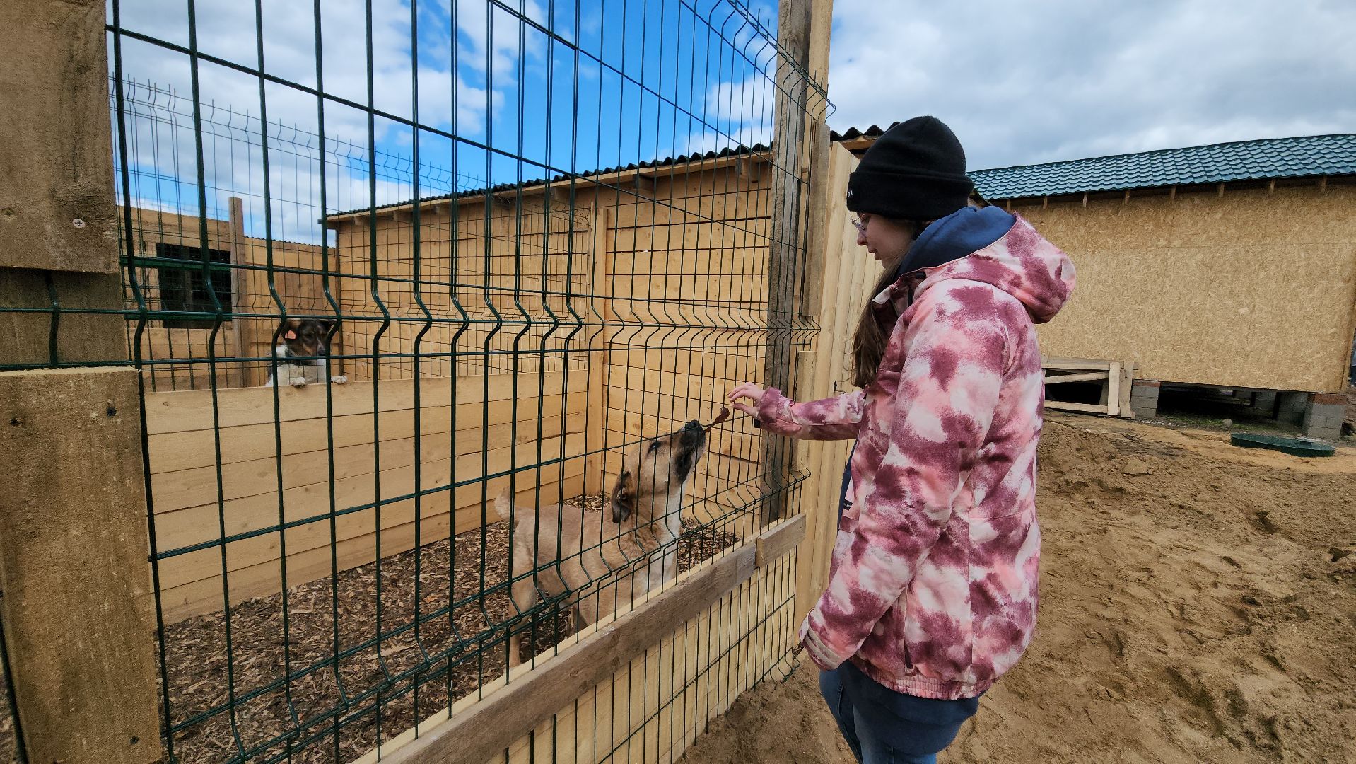 красногорск, приют для животных, лохматый ангел,