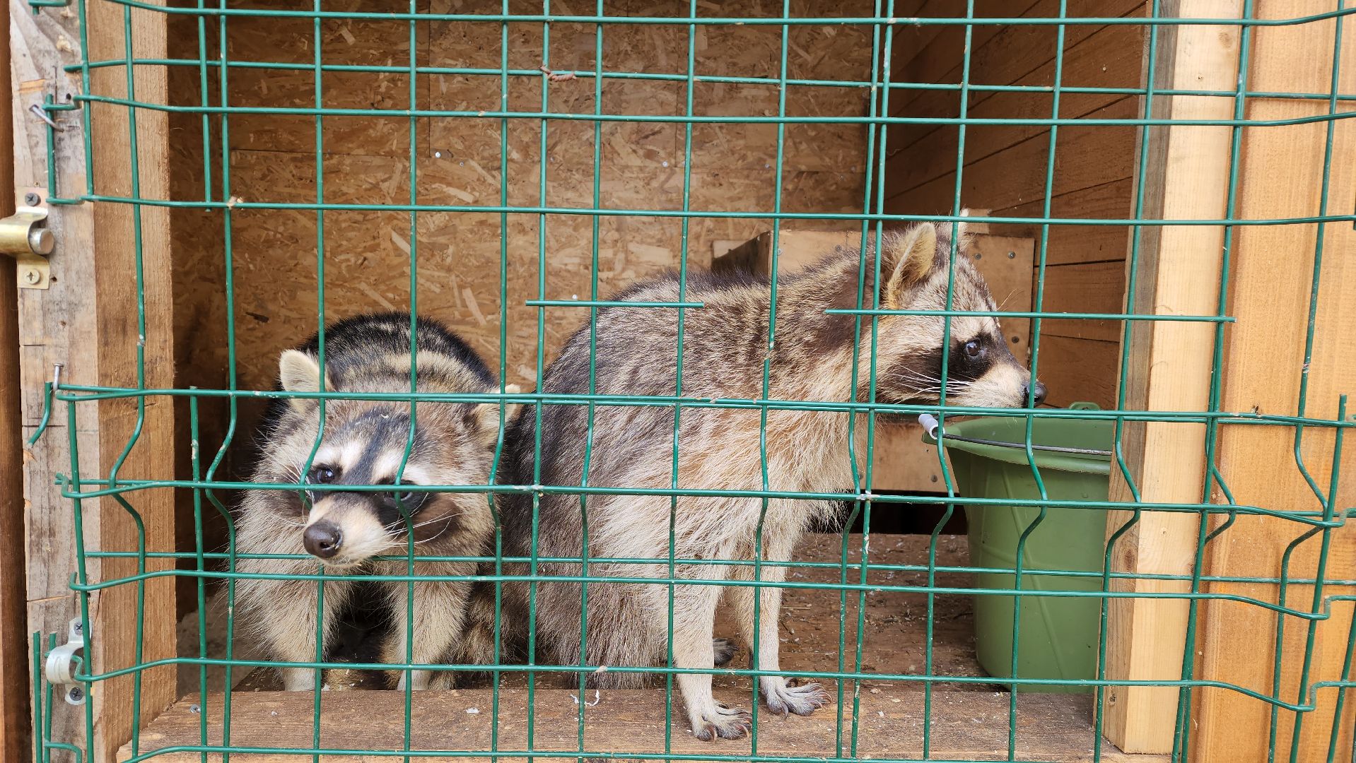 красногорск, приют для животных, лохматый ангел,