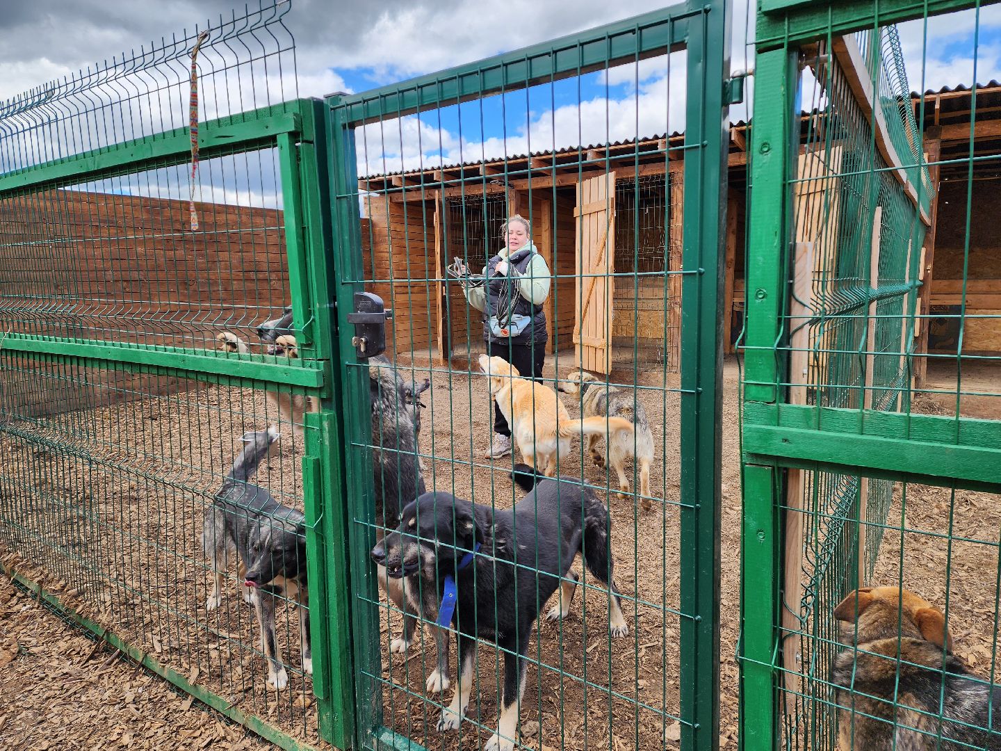 красногорск, приют для животных, лохматый ангел,