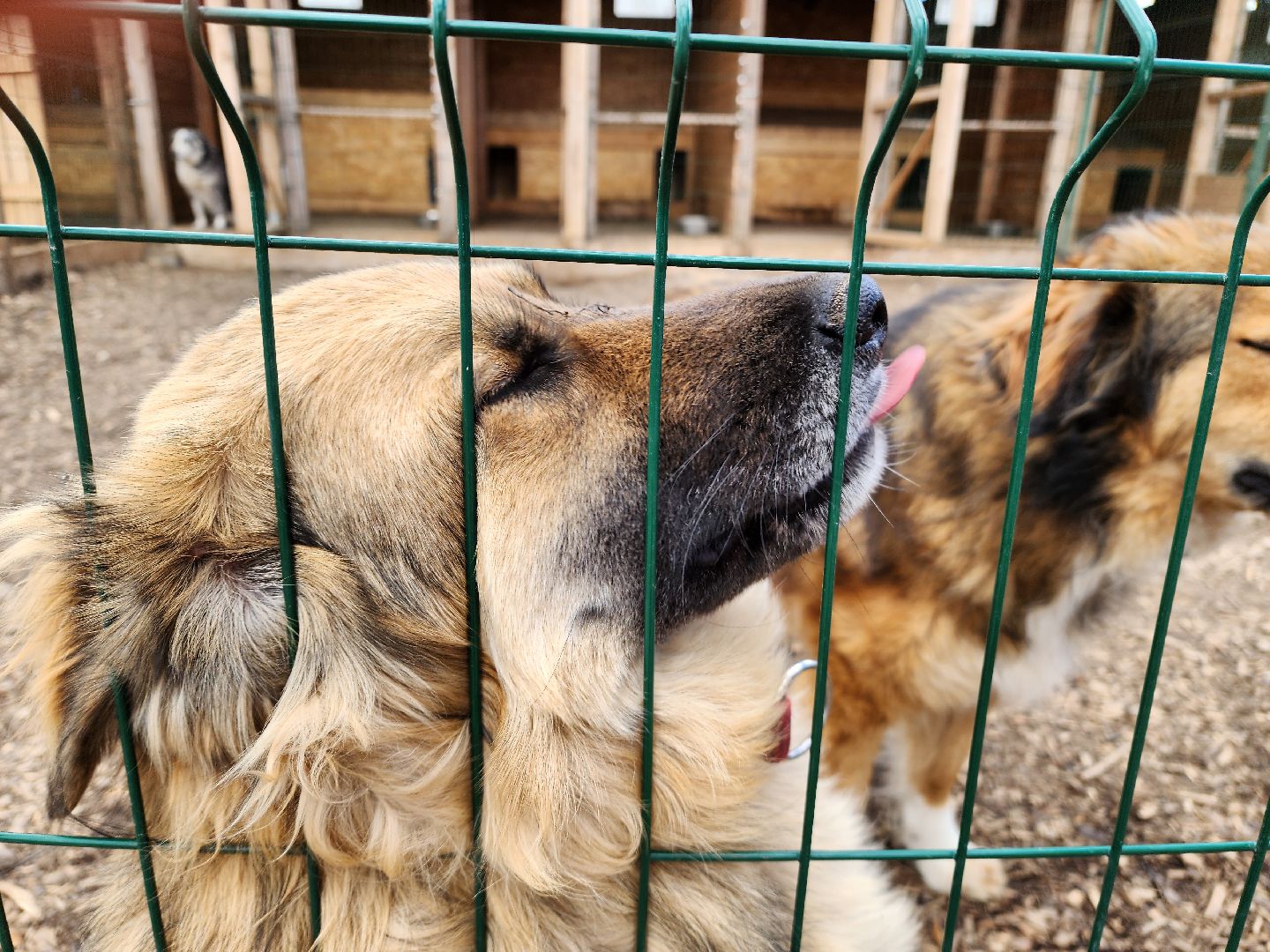 красногорск, приют для животных, лохматый ангел,