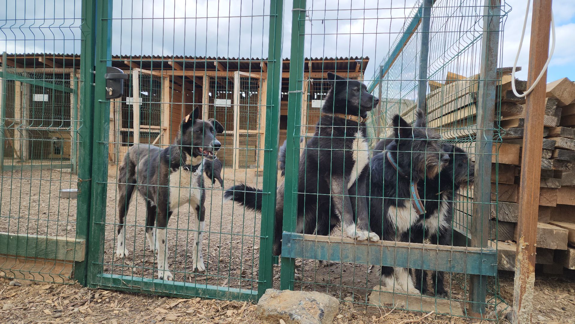 красногорск, приют для животных, лохматый ангел,