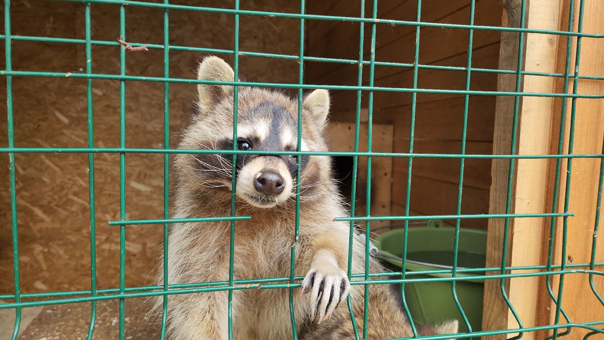 красногорск, приют для животных, лохматый ангел,