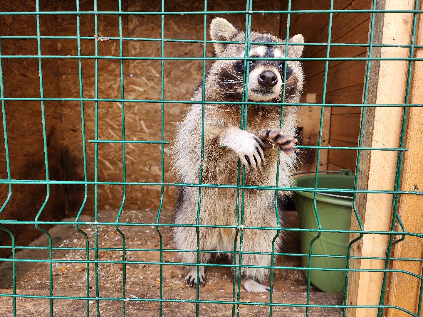 красногорск, приют для животных, лохматый ангел,