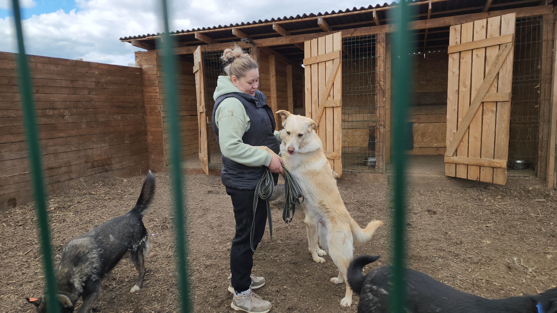 красногорск, приют для животных, лохматый ангел,