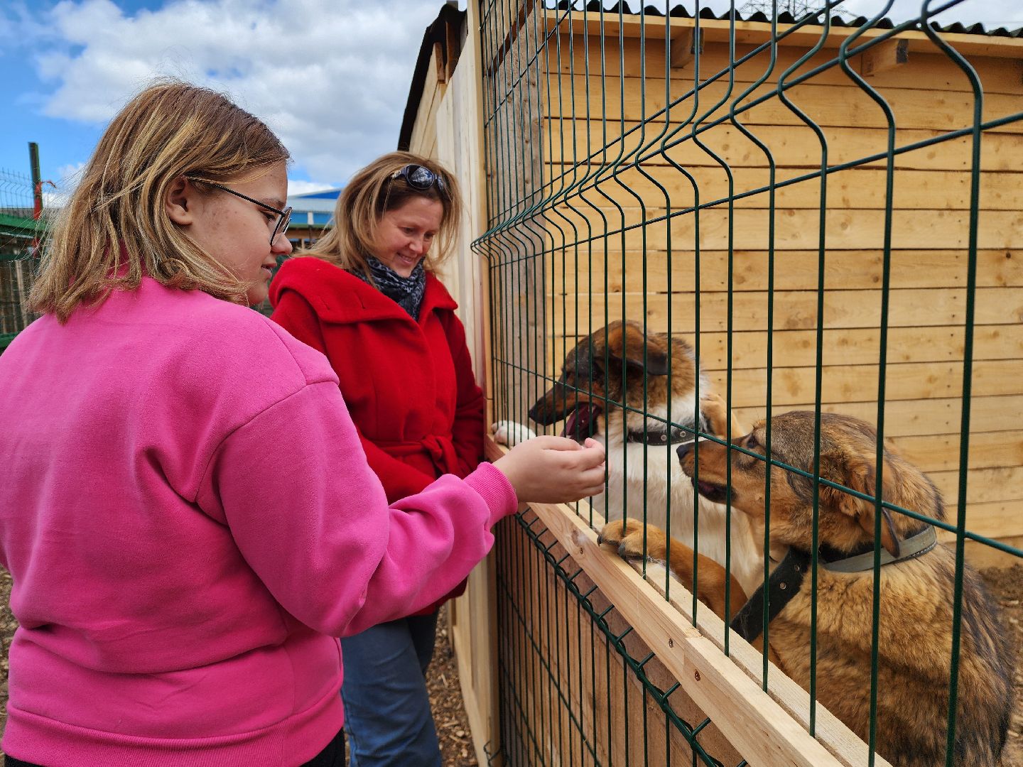 красногорск, приют для животных, лохматый ангел,