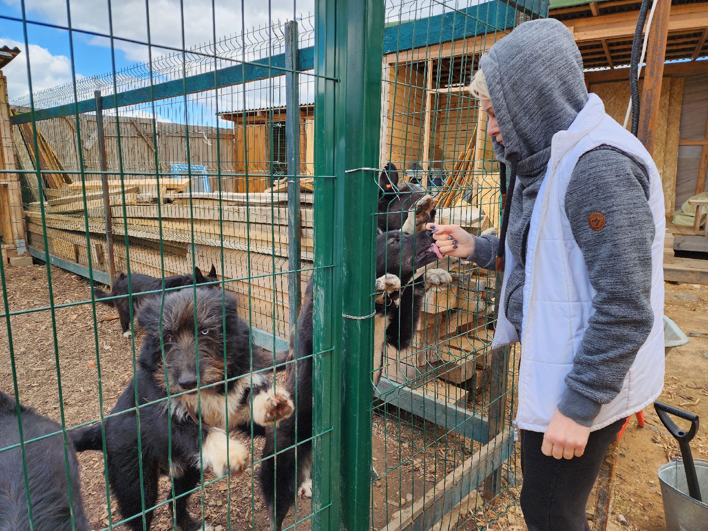 красногорск, приют для животных, лохматый ангел,