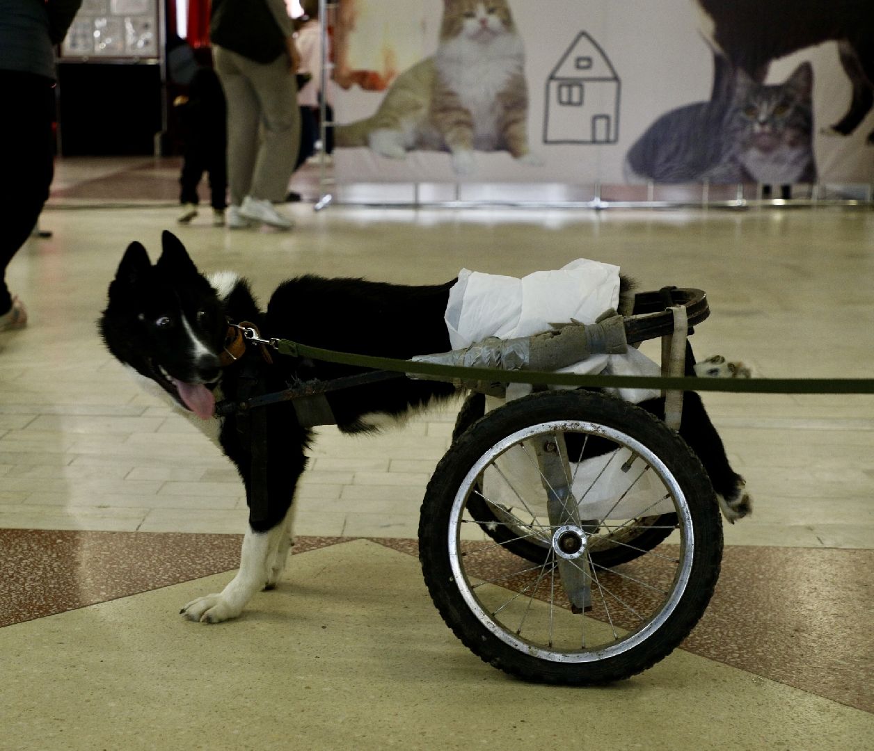 наро-фоминск,наро-фоминский городской округ, благотворительая акция, приют для животных, бездомные животные,