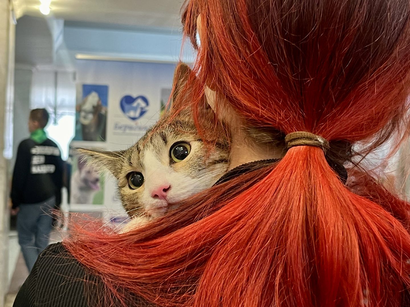 наро-фоминск,наро-фоминский городской округ, благотворительая акция, приют для животных, бездомные животные,