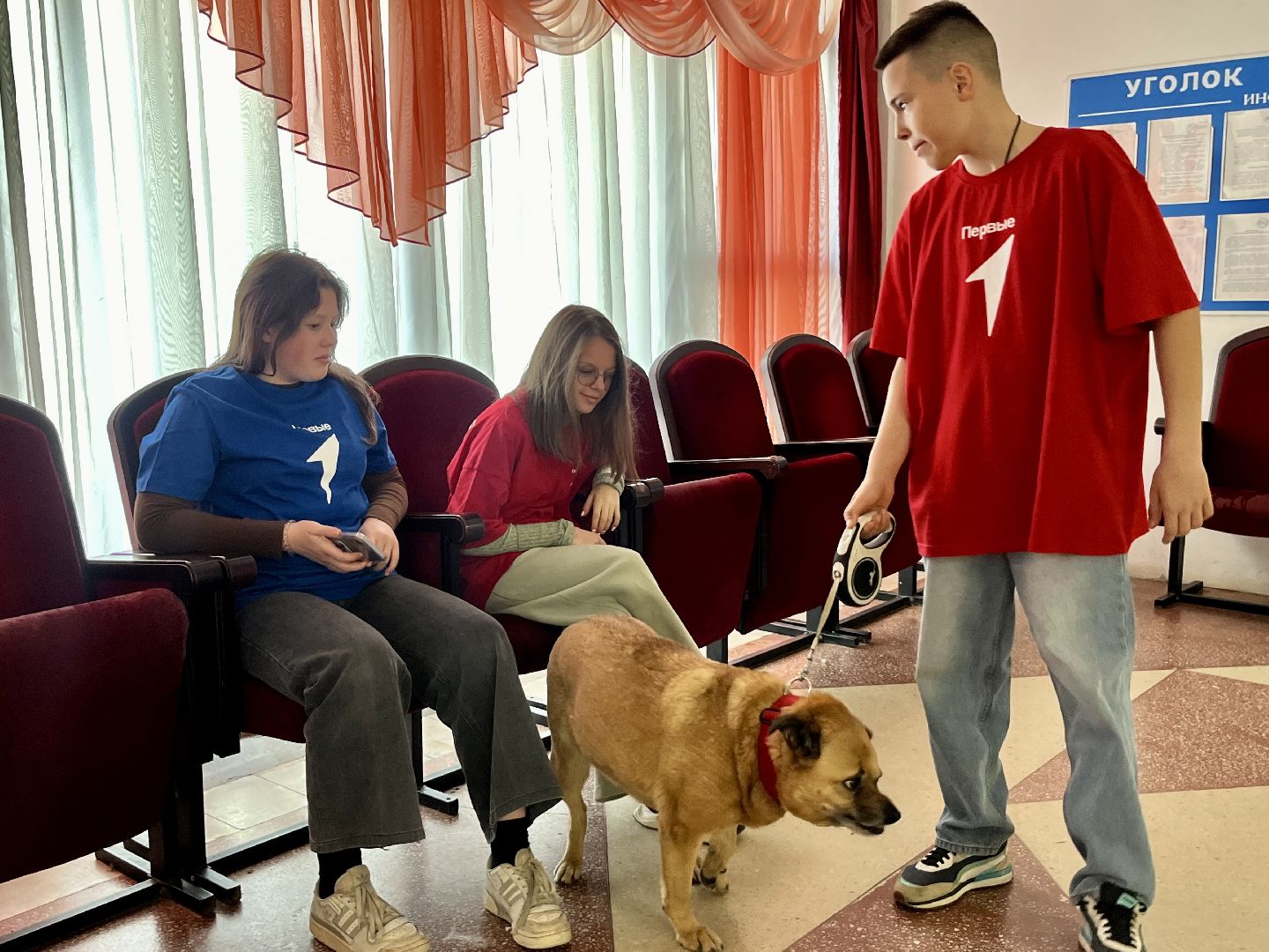 наро-фоминск,наро-фоминский городской округ, благотворительая акция, приют для животных, бездомные животные,