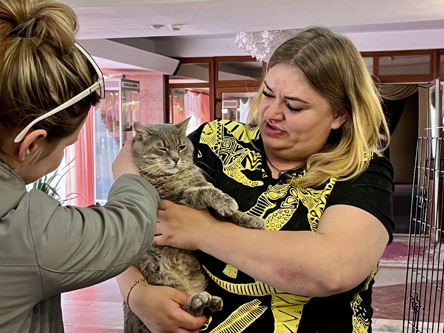 наро-фоминск,наро-фоминский городской округ, благотворительая акция, приют для животных, бездомные животные,