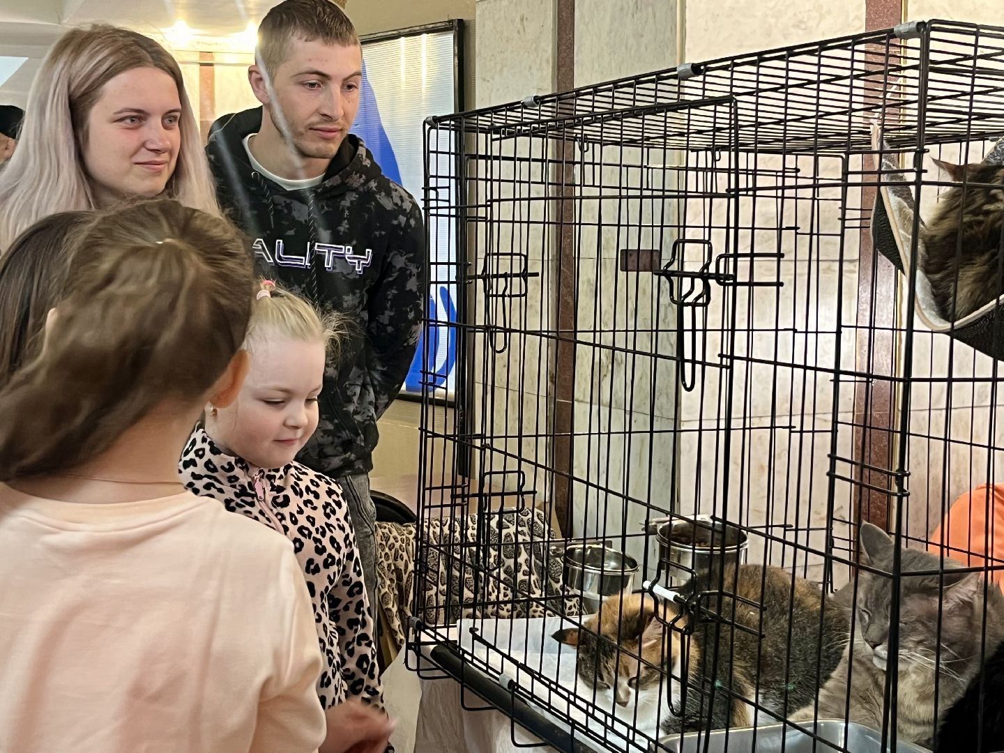 наро-фоминск,наро-фоминский городской округ, благотворительая акция, приют для животных, бездомные животные,