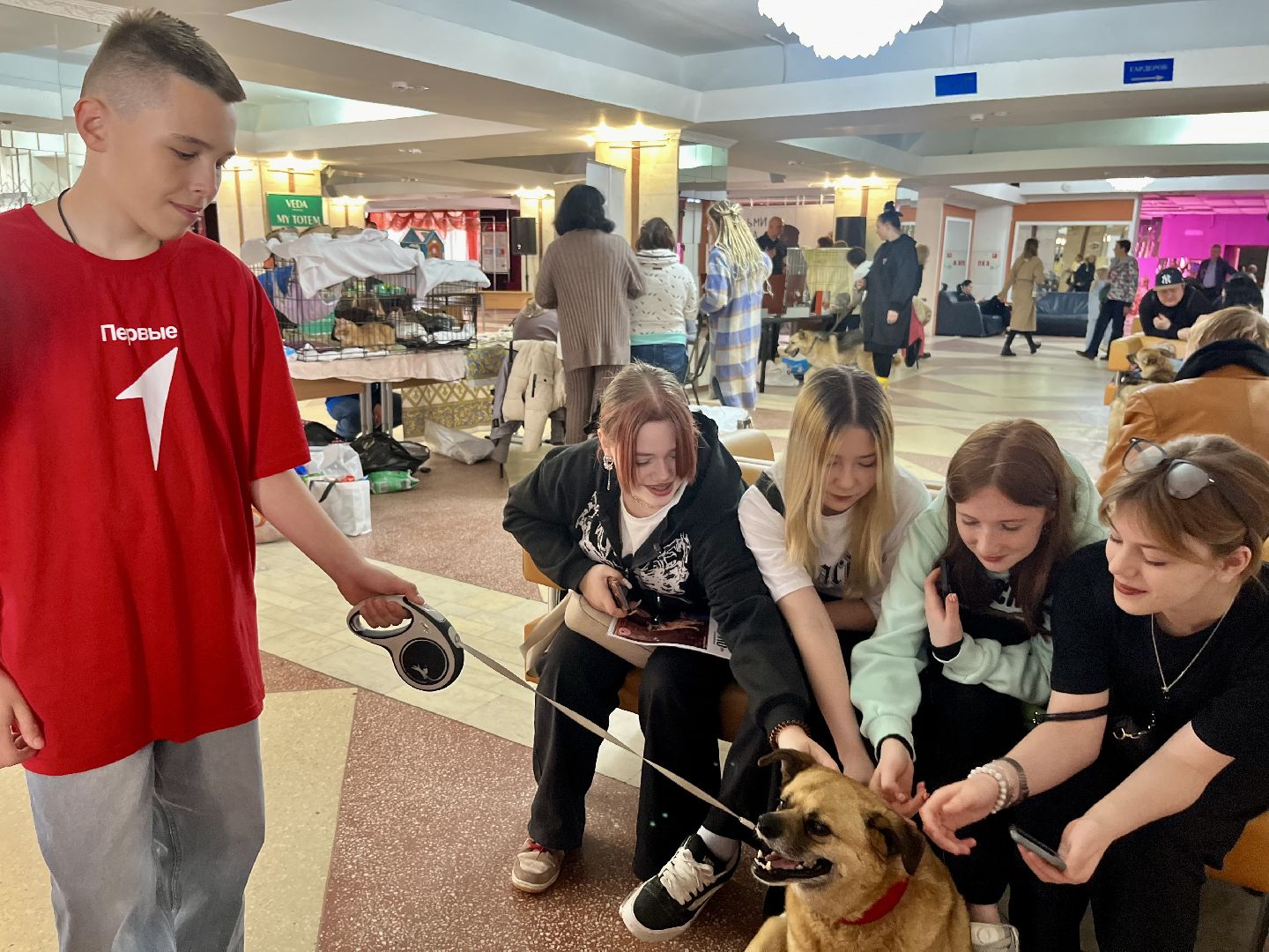 наро-фоминск,наро-фоминский городской округ, благотворительая акция, приют для животных, бездомные животные,