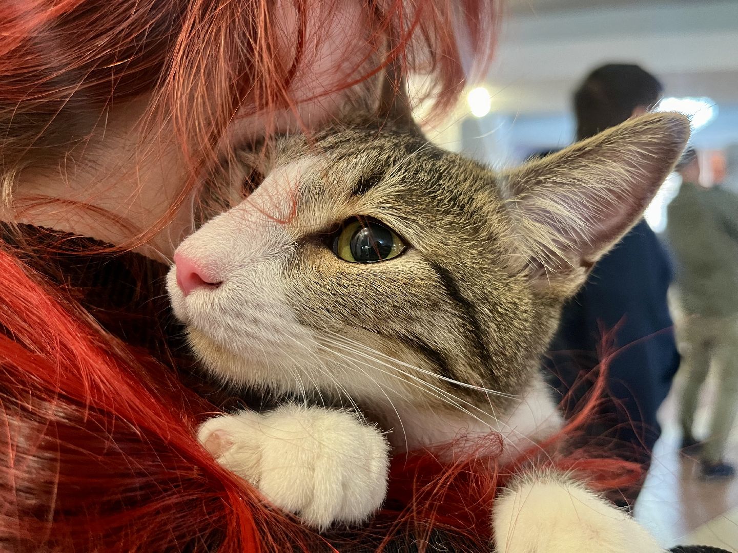 наро-фоминск,наро-фоминский городской округ, благотворительая акция, приют для животных, бездомные животные,