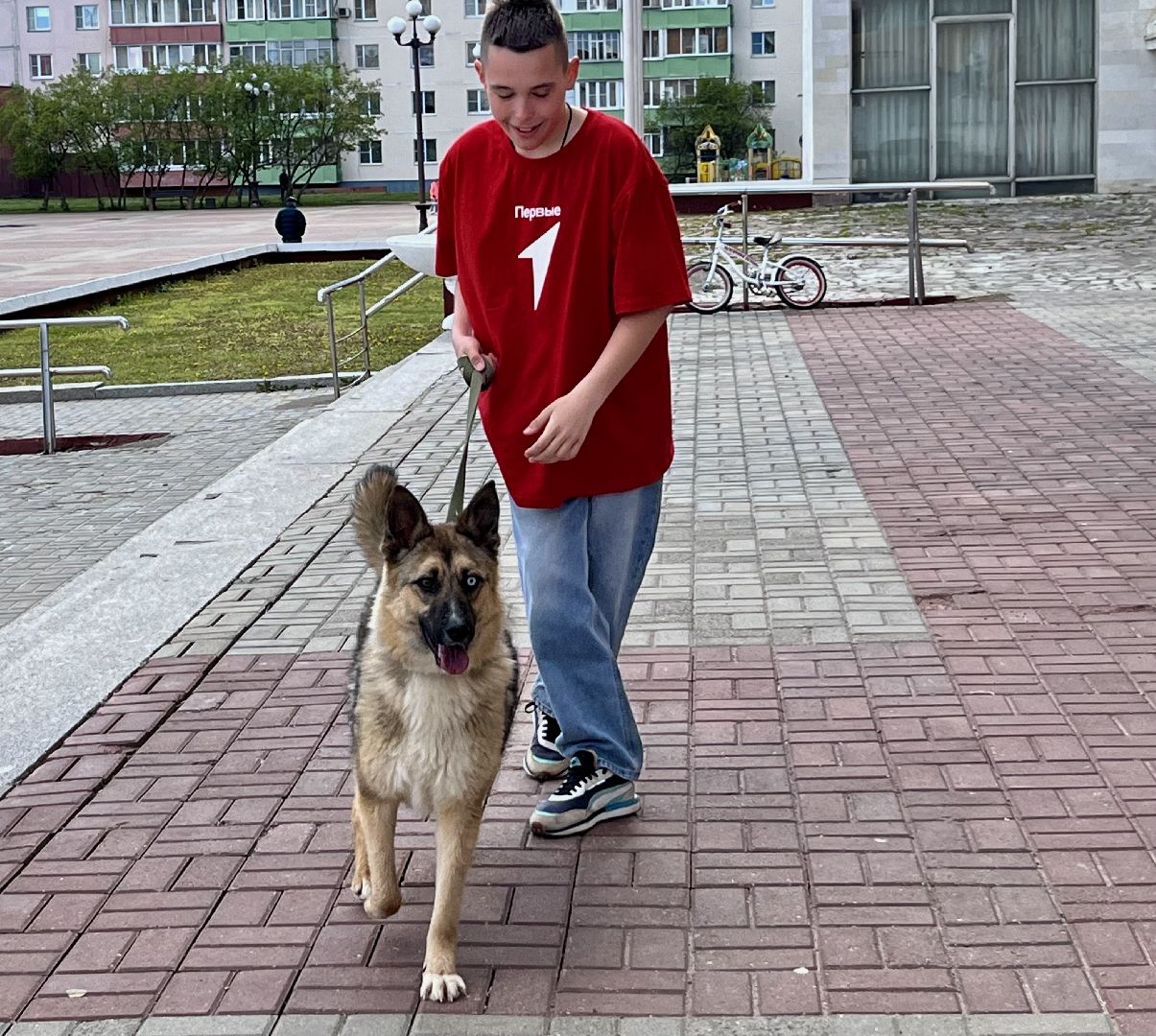 наро-фоминск,наро-фоминский городской округ, благотворительая акция, приют для животных, бездомные животные,