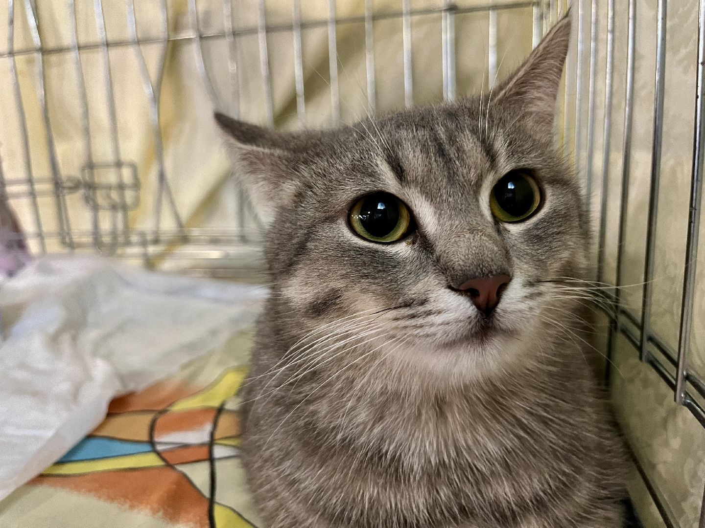 наро-фоминск,наро-фоминский городской округ, благотворительая акция, приют для животных, бездомные животные,