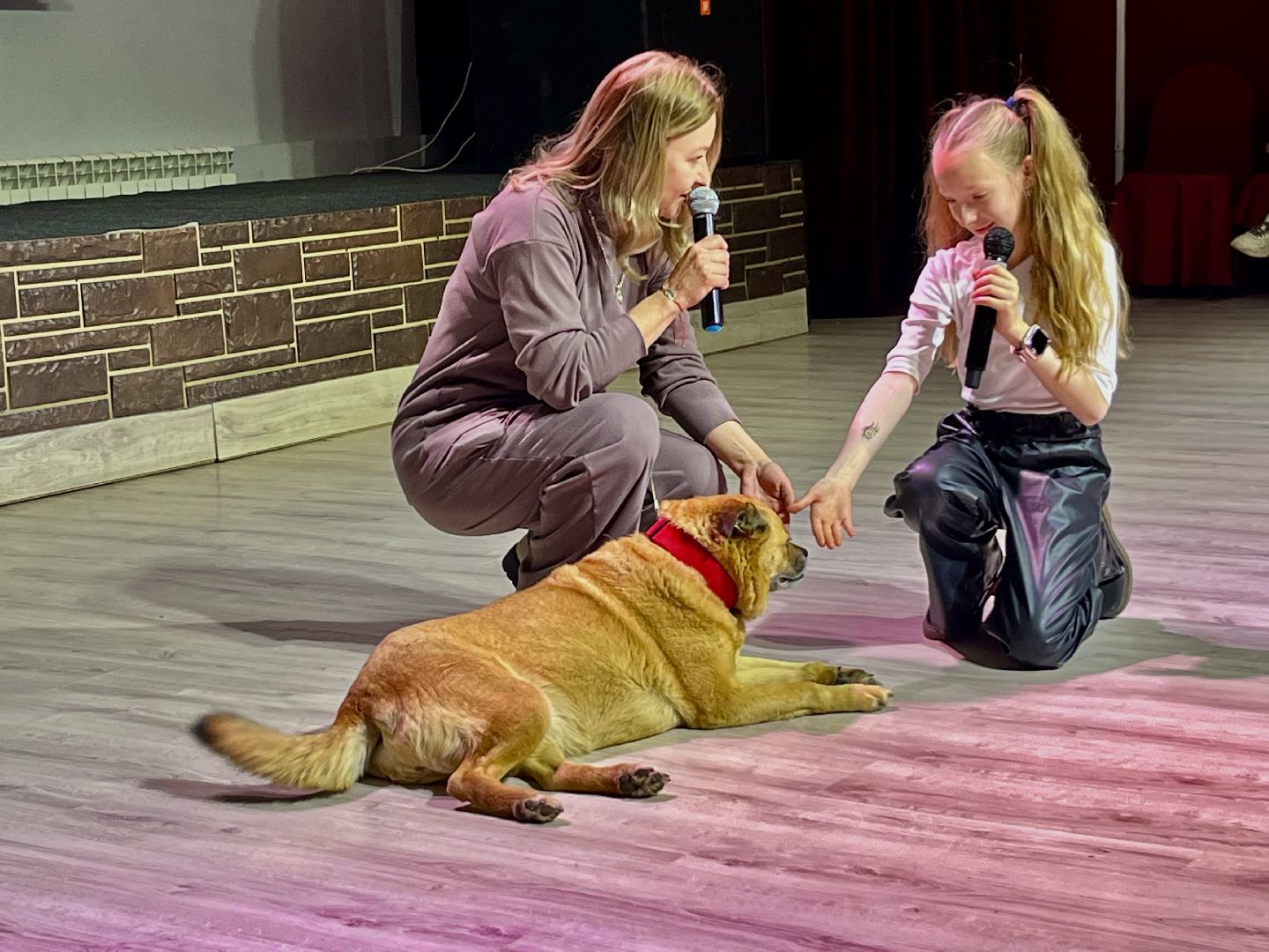 наро-фоминск,наро-фоминский городской округ, благотворительая акция, приют для животных, бездомные животные,