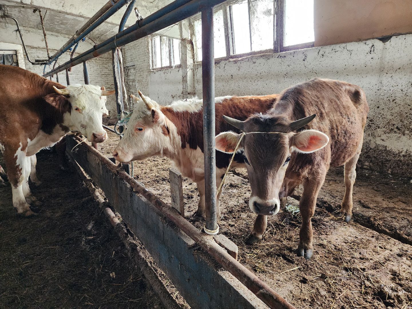 сельское хозяйство, коровы, ферма, орешки, ветеринарная станция, руза, рузский городской округ,