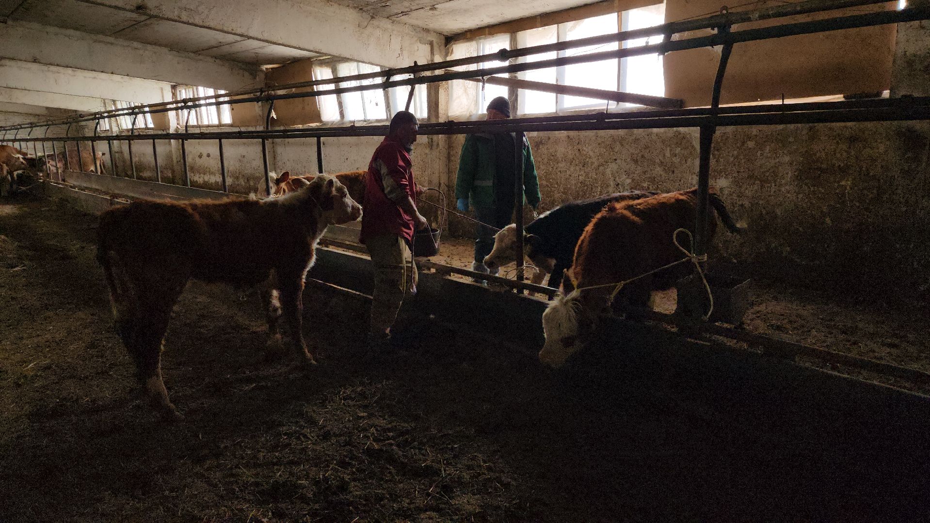 сельское хозяйство, коровы, ферма, орешки, ветеринарная станция, руза, рузский городской округ,