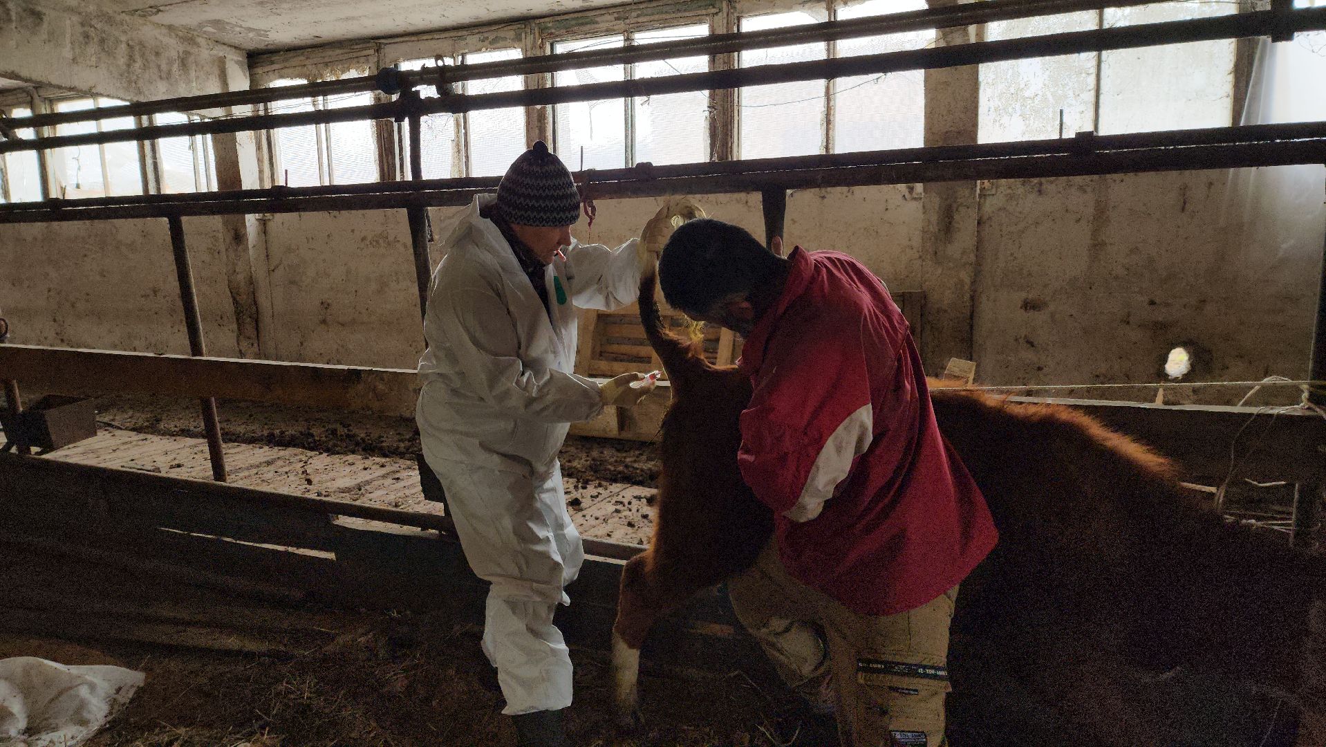 сельское хозяйство, коровы, ферма, орешки, ветеринарная станция, руза, рузский городской округ,