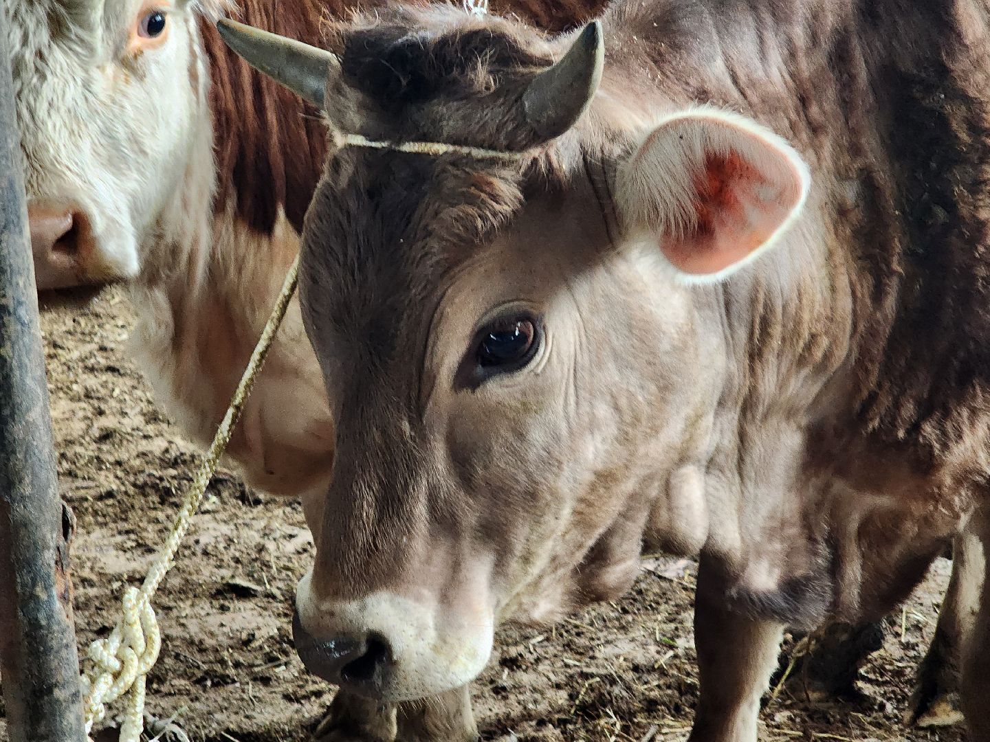 сельское хозяйство, коровы, ферма, орешки, ветеринарная станция, руза, рузский городской округ,