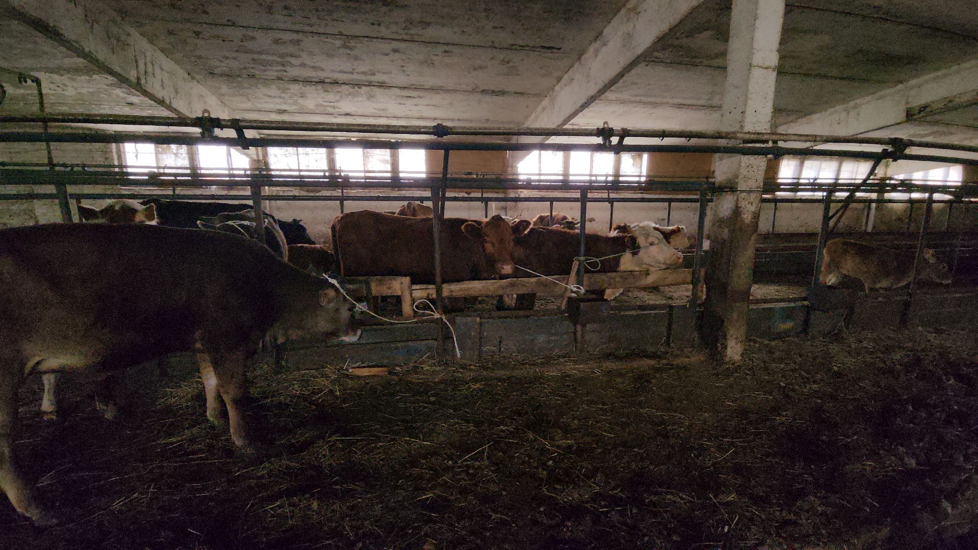 сельское хозяйство, коровы, ферма, орешки, ветеринарная станция, руза, рузский городской округ,