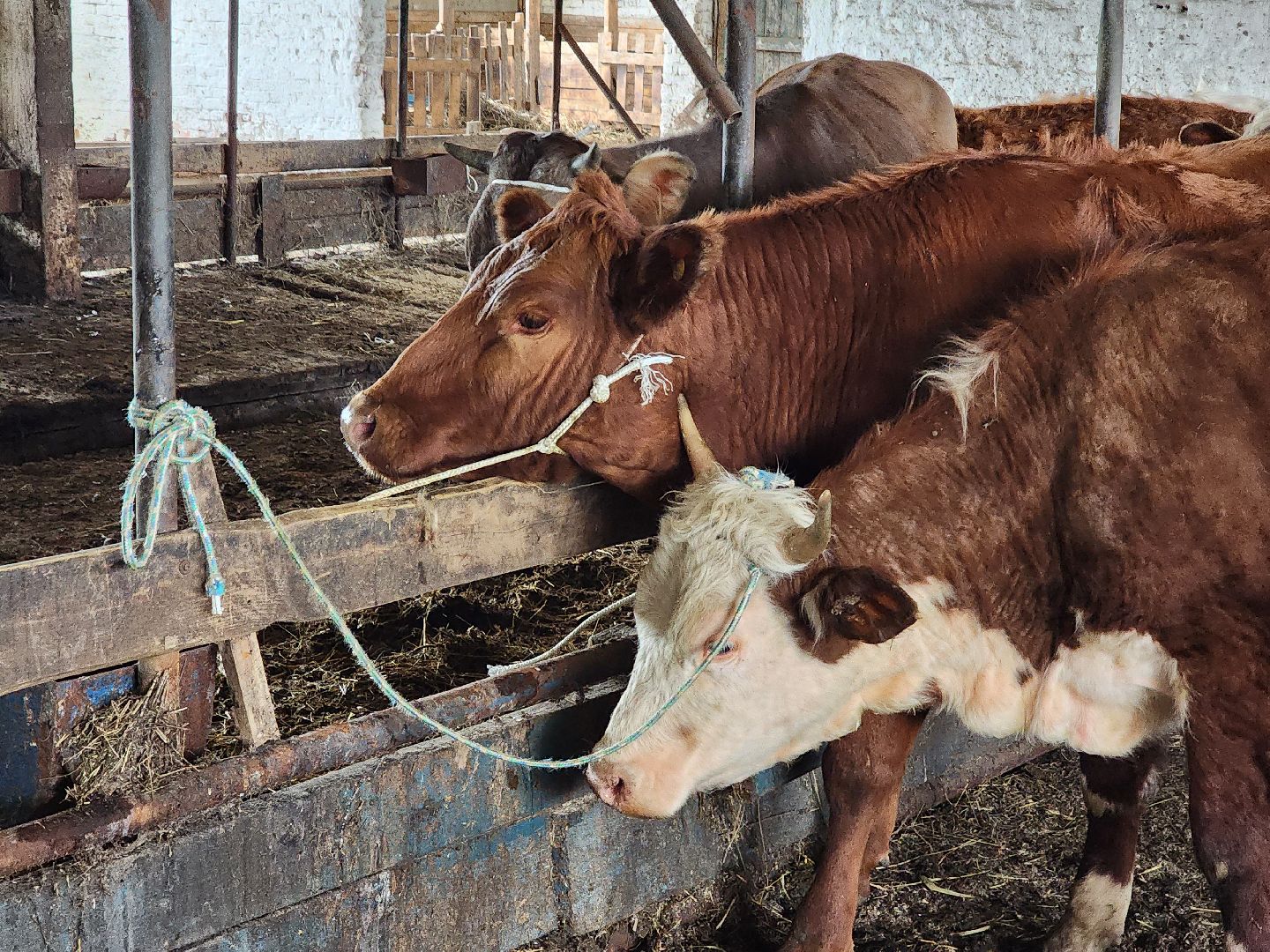 сельское хозяйство, коровы, ферма, орешки, ветеринарная станция, руза, рузский городской округ,