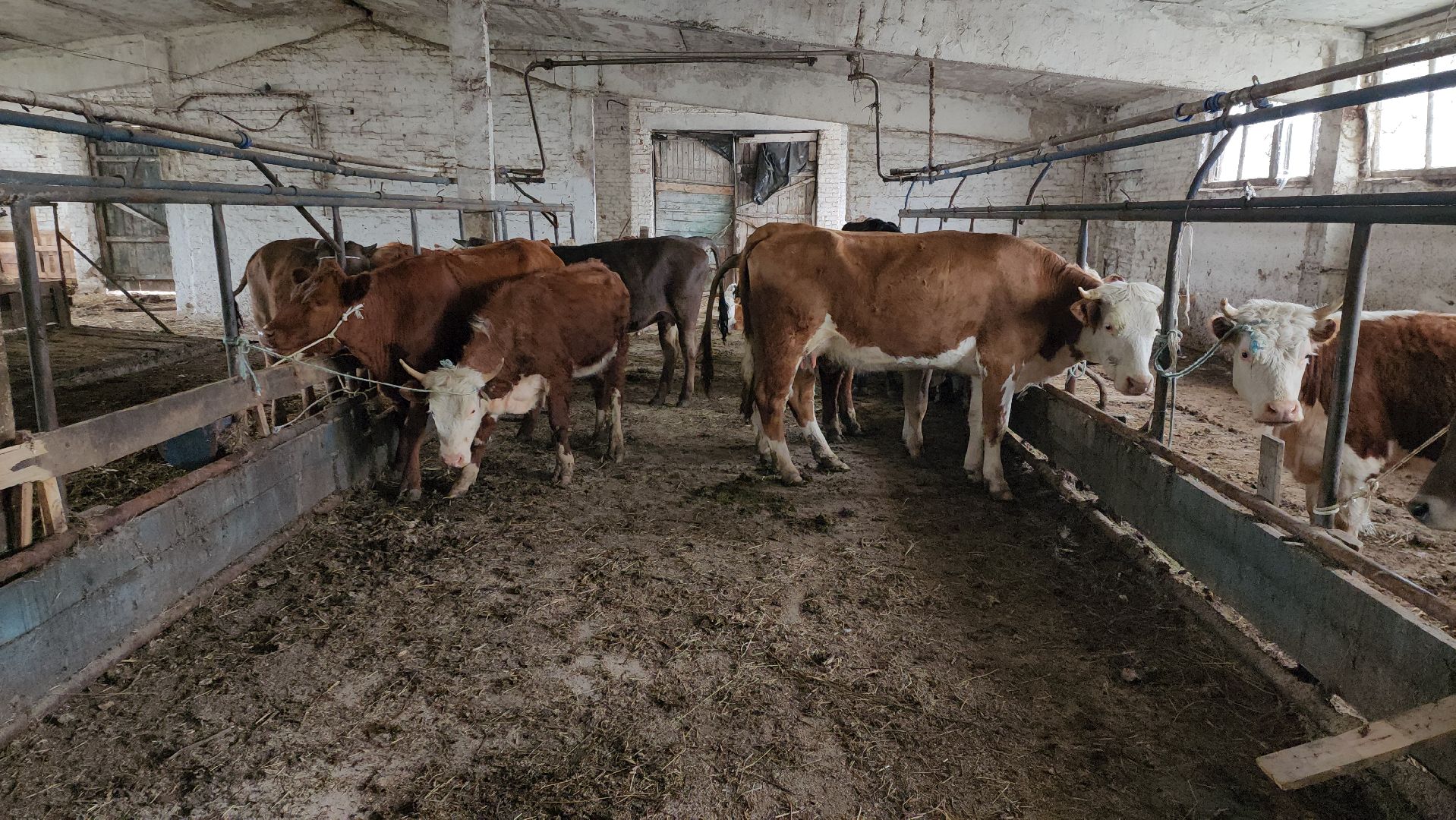 сельское хозяйство, коровы, ферма, орешки, ветеринарная станция, руза, рузский городской округ,