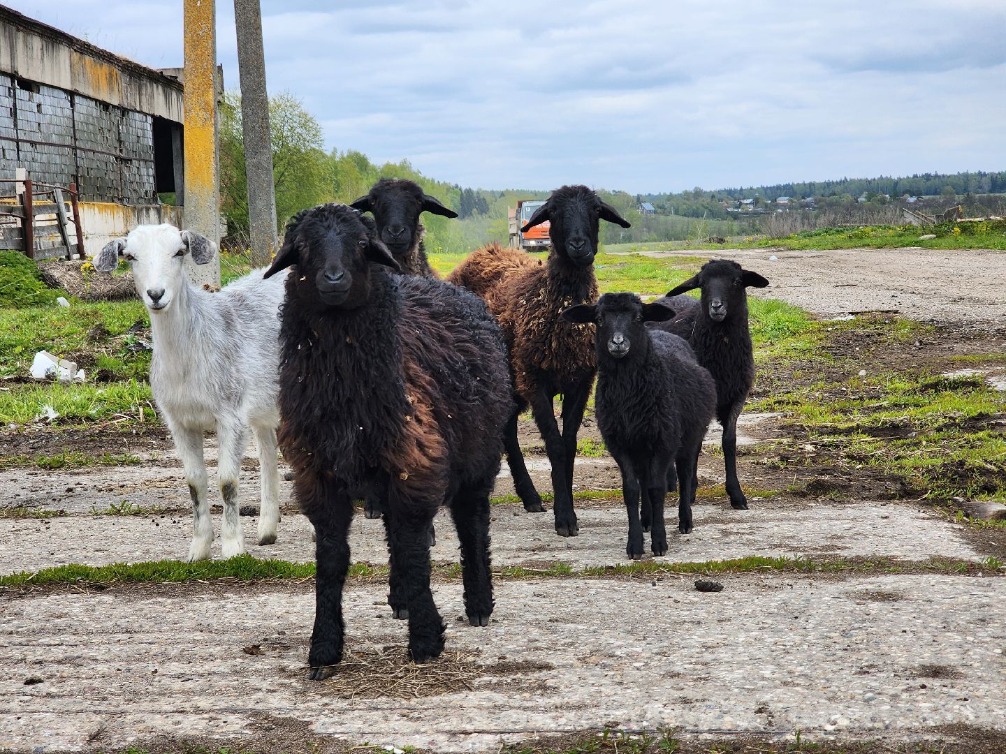 сельское хозяйство, коровы, ферма, орешки, ветеринарная станция, руза, рузский городской округ,
