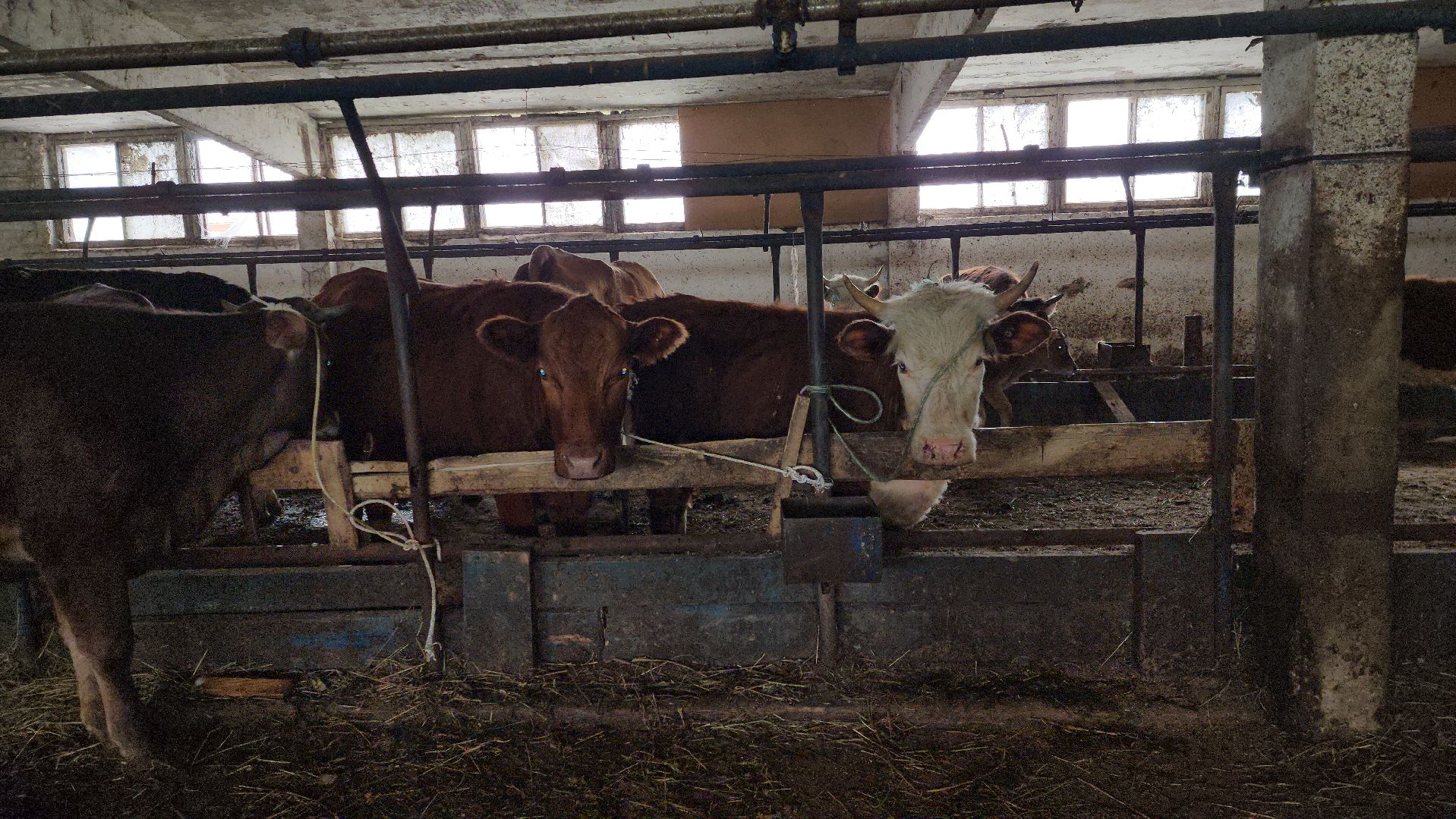 сельское хозяйство, коровы, ферма, орешки, ветеринарная станция, руза, рузский городской округ,