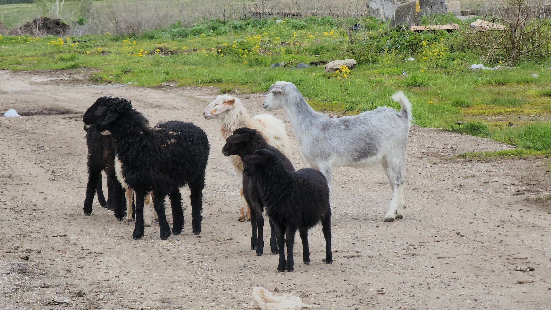 сельское хозяйство, коровы, ферма, орешки, ветеринарная станция, руза, рузский городской округ,