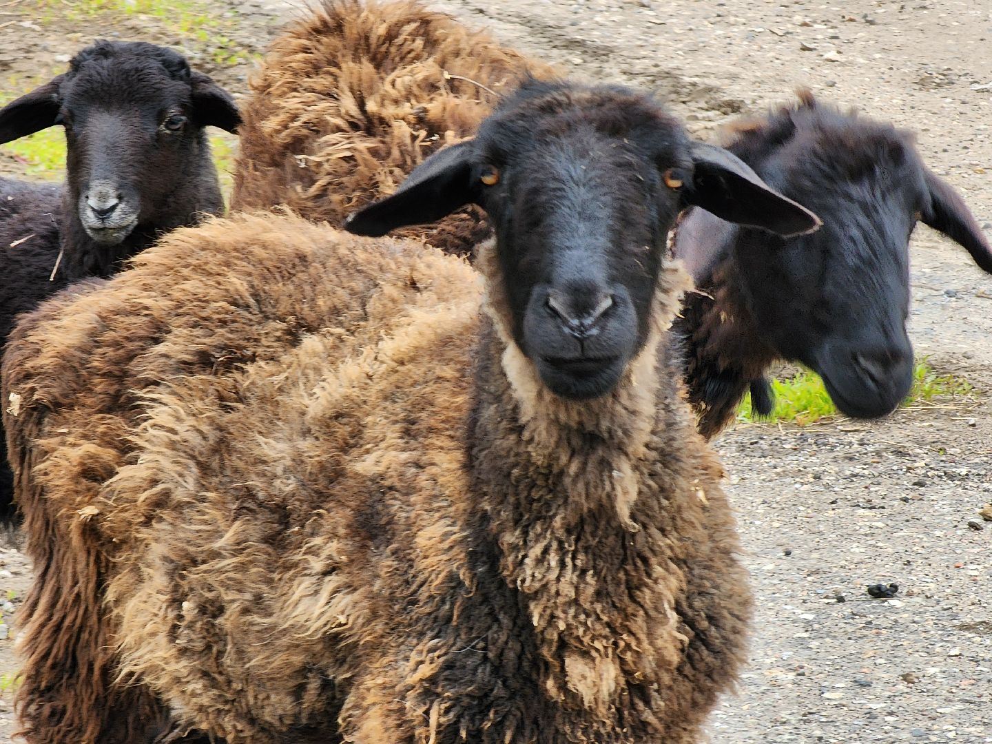 сельское хозяйство, коровы, ферма, орешки, ветеринарная станция, руза, рузский городской округ,