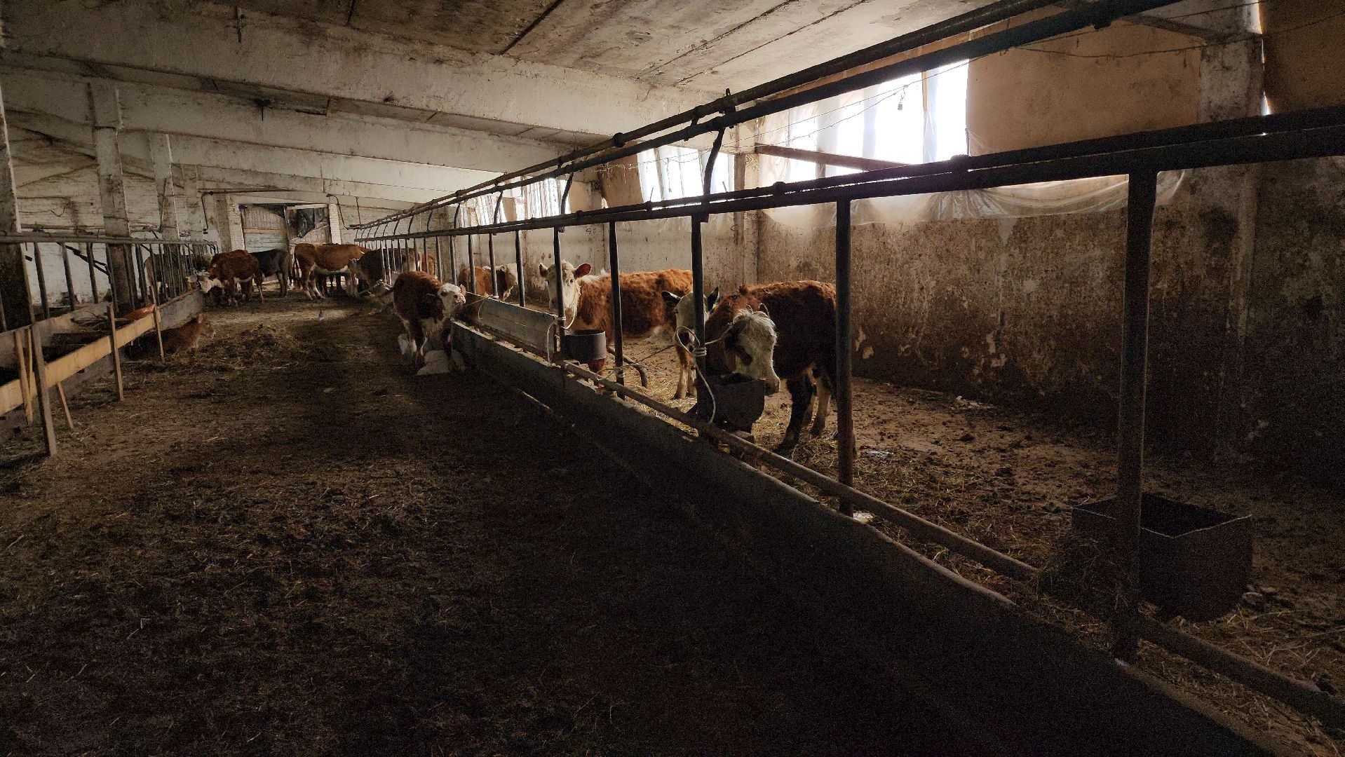 сельское хозяйство, коровы, ферма, орешки, ветеринарная станция, руза, рузский городской округ,