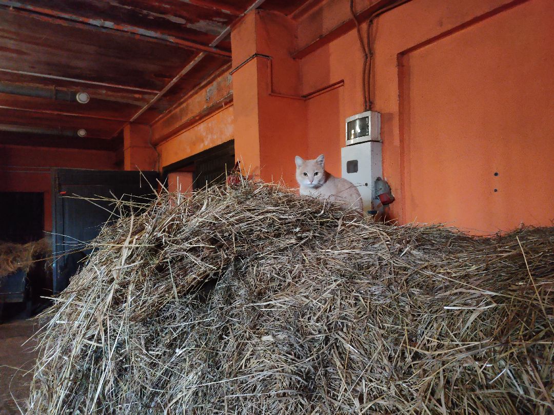 Раменское, общество