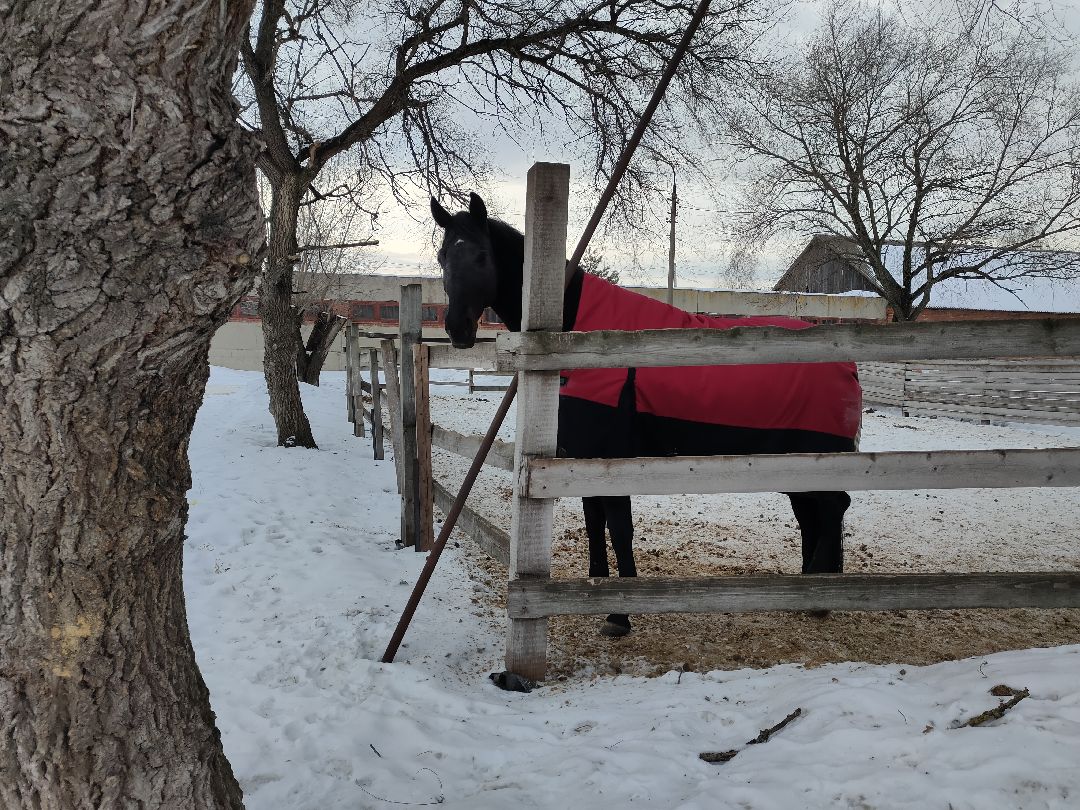 Раменское, общество