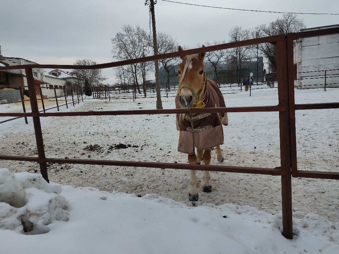 Раменское, общество