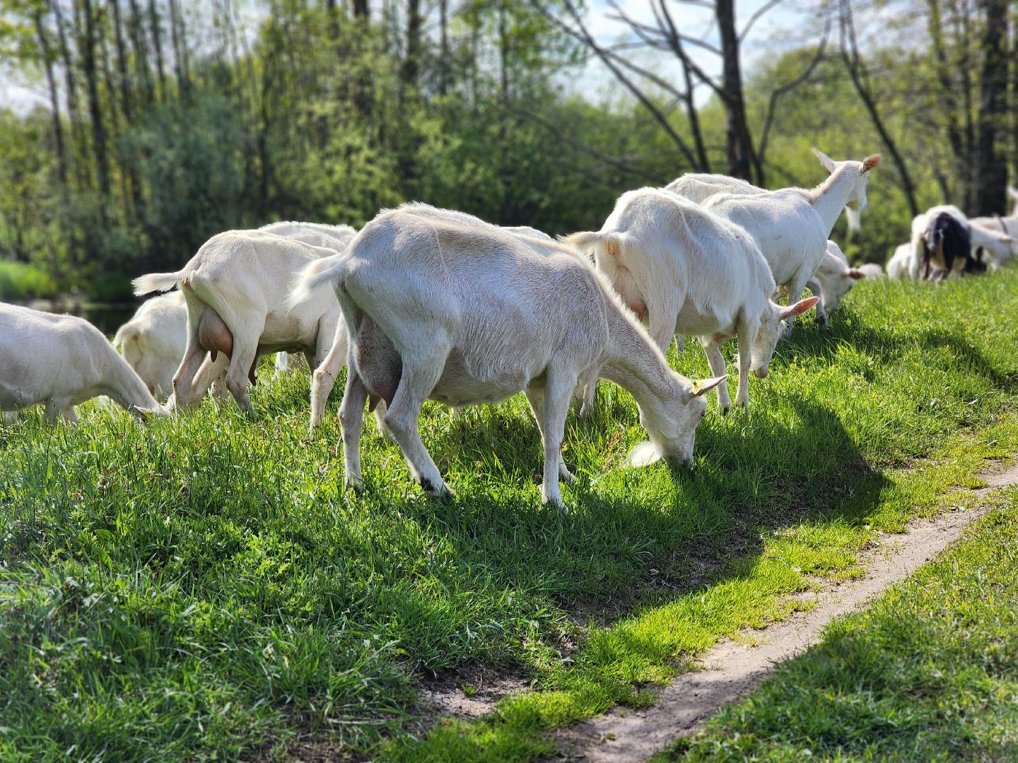 воскресенск, фермер, экономика, козы, сельское хозяйство,