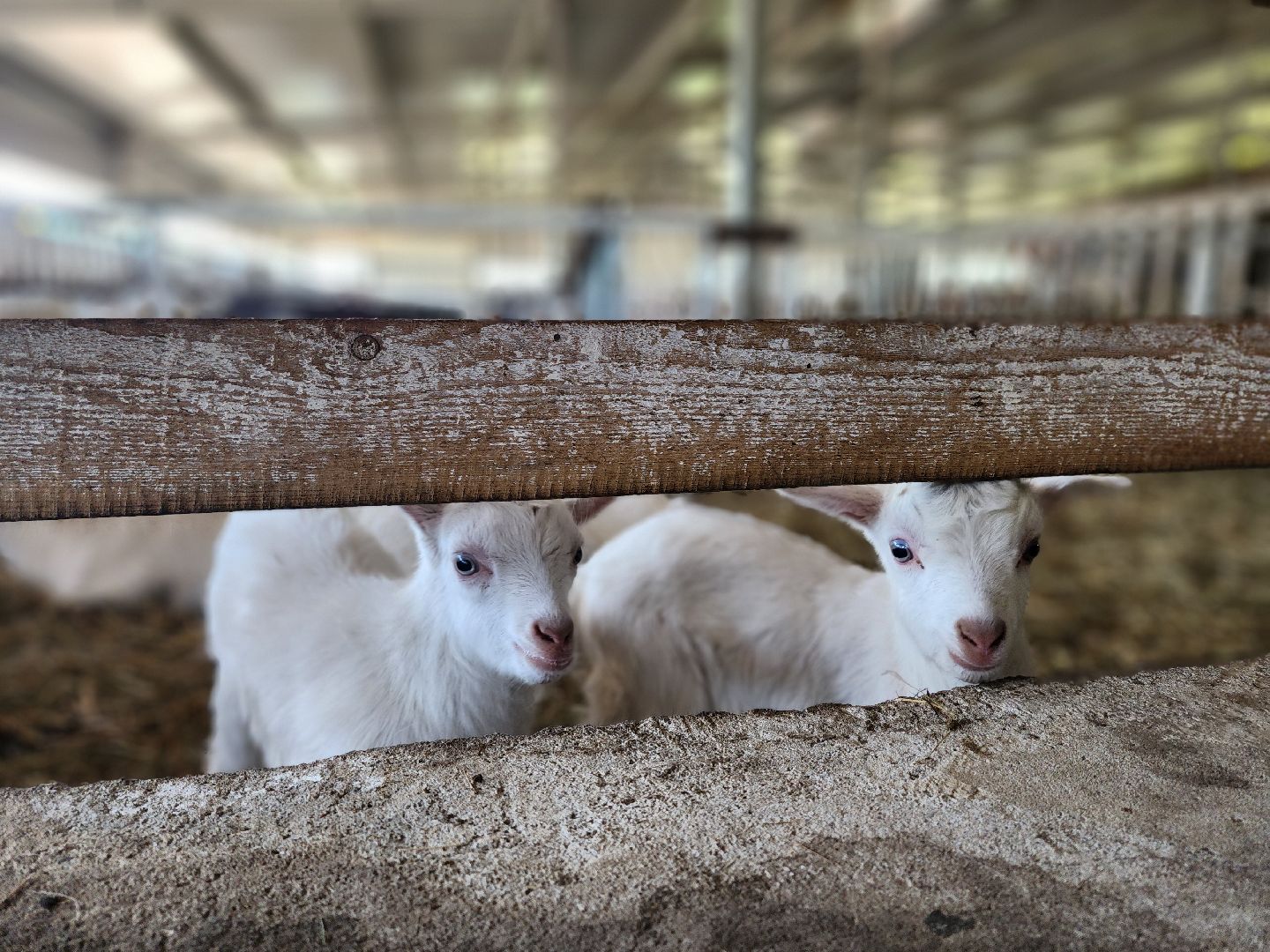 воскресенск, фермер, экономика, козы, сельское хозяйство,