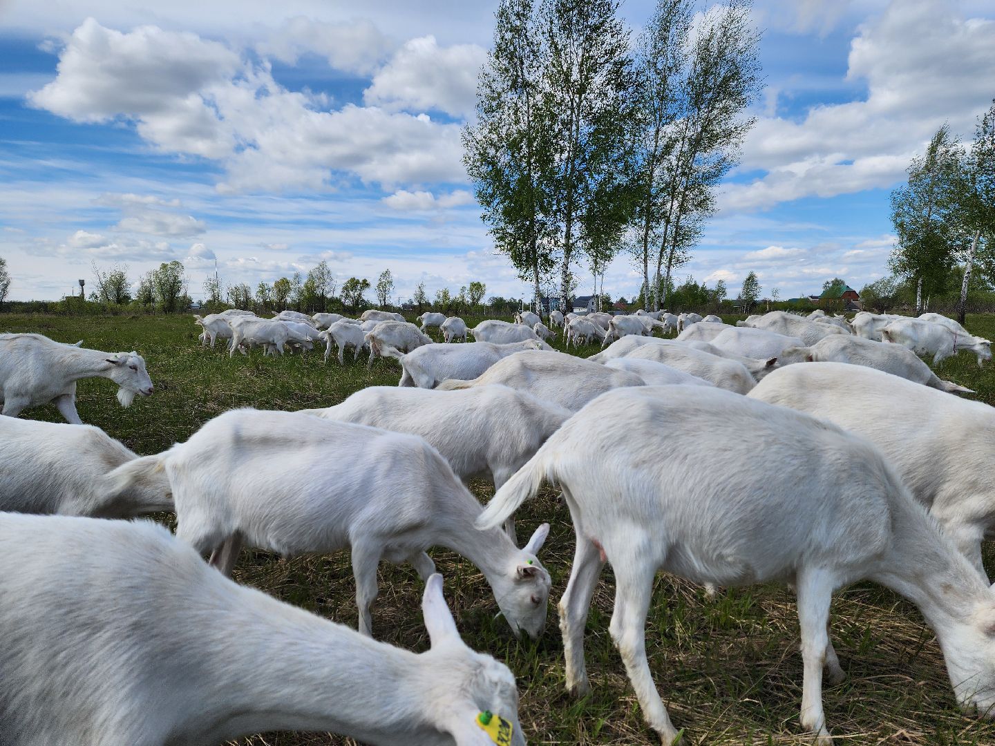 воскресенск, фермер, экономика, козы, сельское хозяйство,