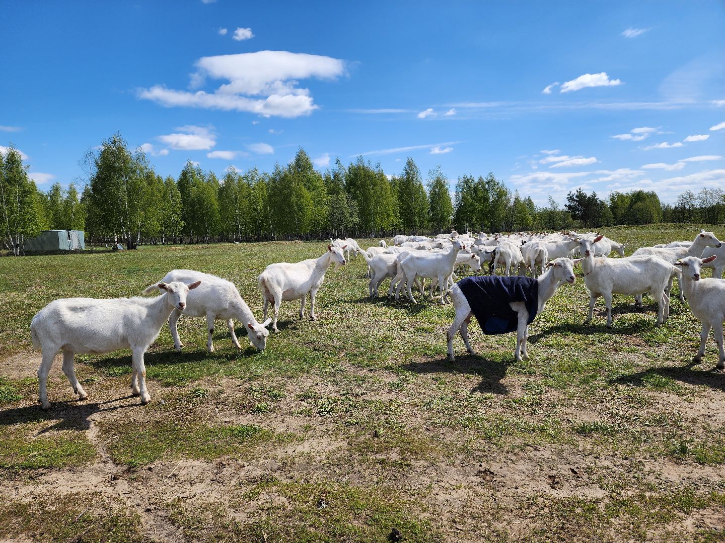 воскресенск, фермер, экономика, козы, сельское хозяйство,