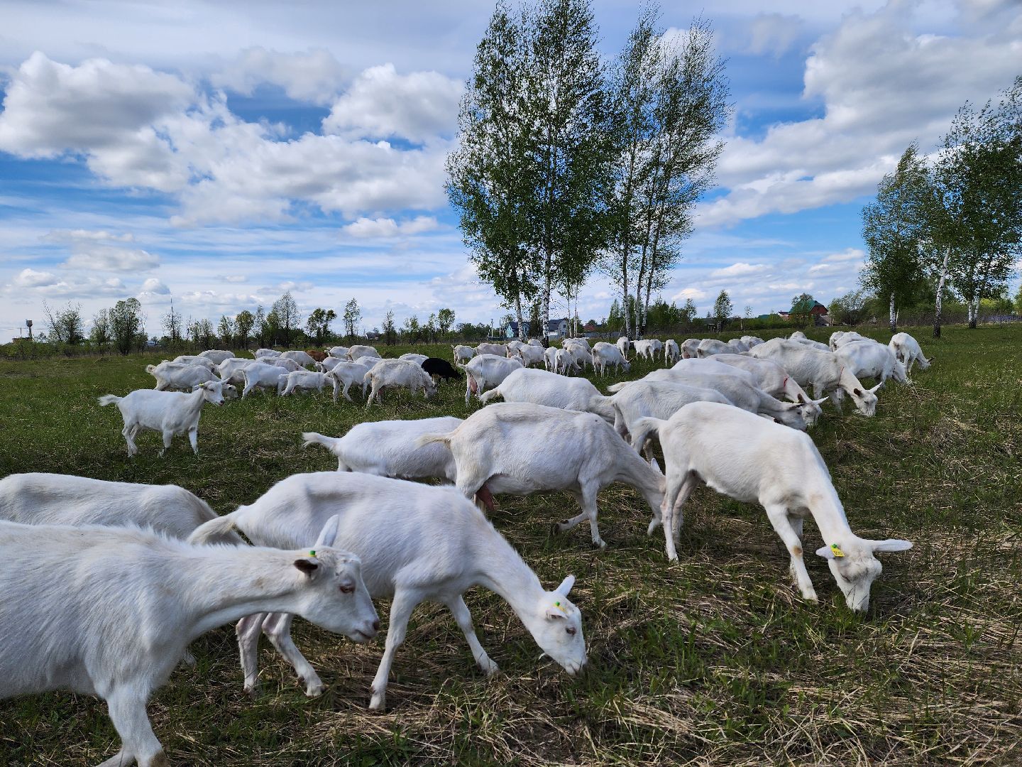 воскресенск, фермер, экономика, козы, сельское хозяйство,