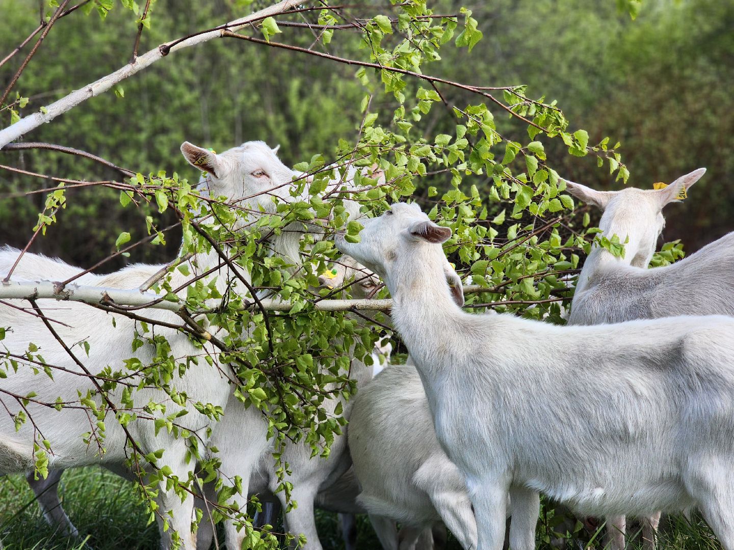 воскресенск, фермер, экономика, козы, сельское хозяйство,