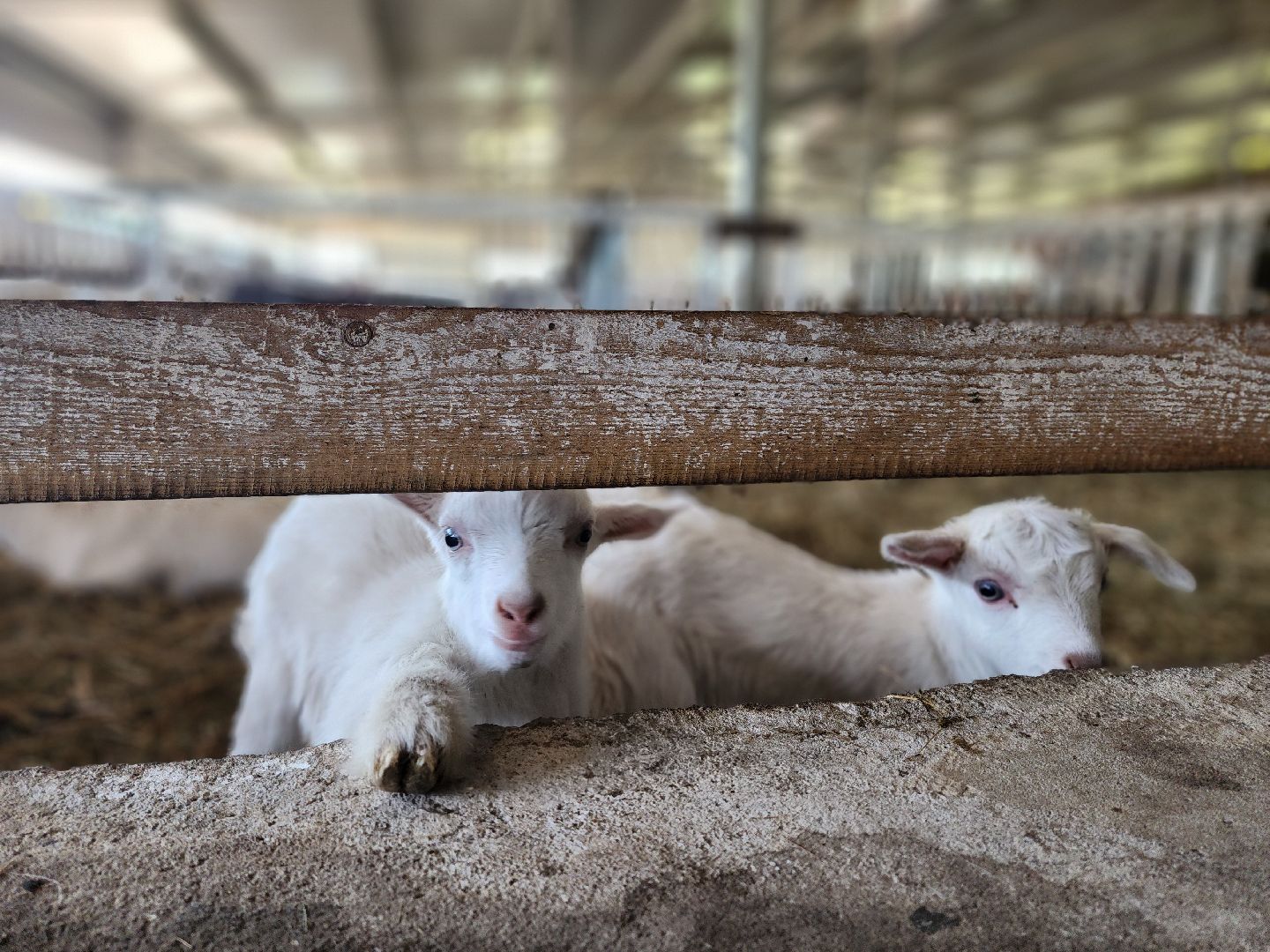 воскресенск, фермер, экономика, козы, сельское хозяйство,