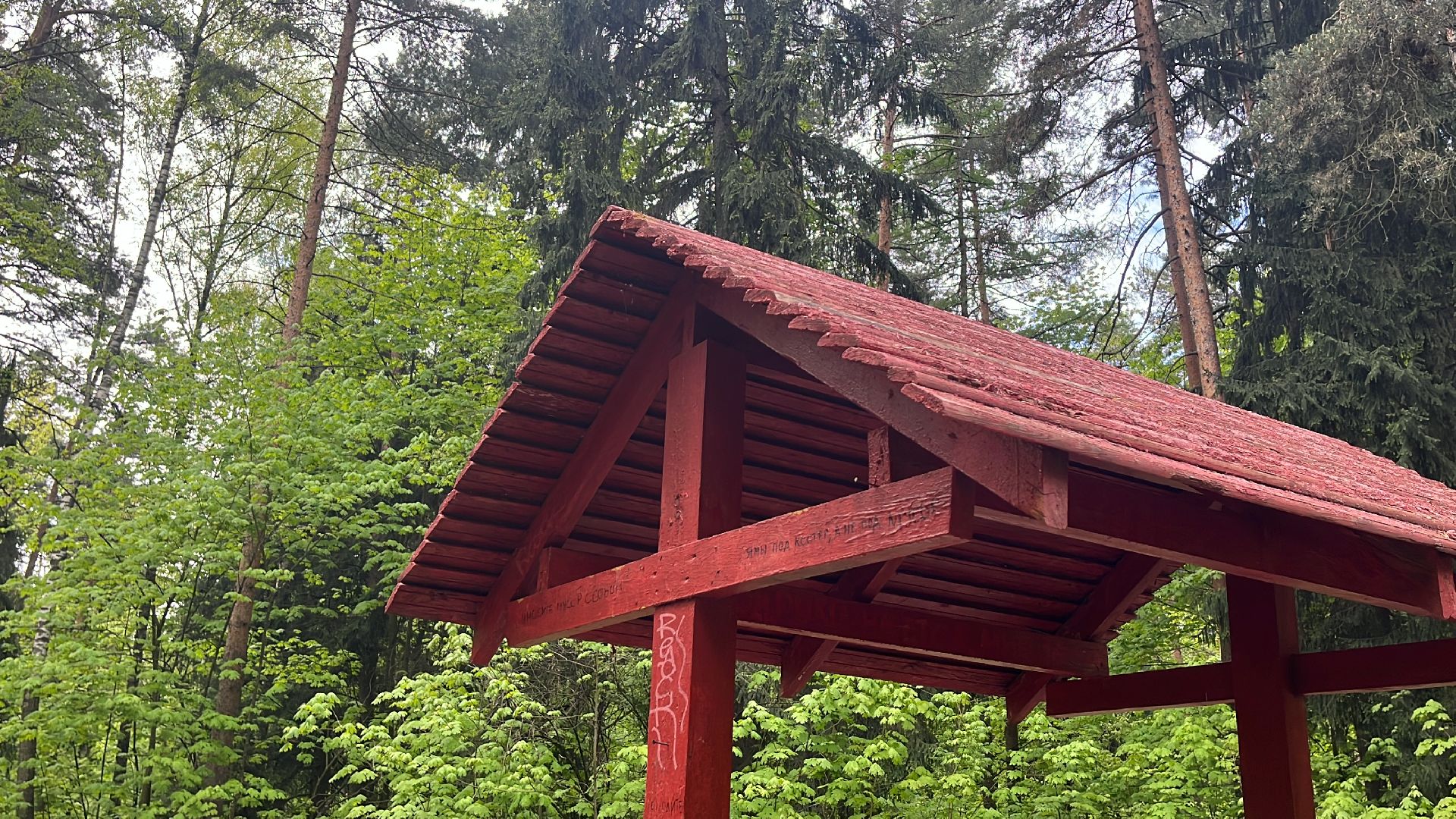 лес, шашлык, шашлыки, шашлык в лесу,