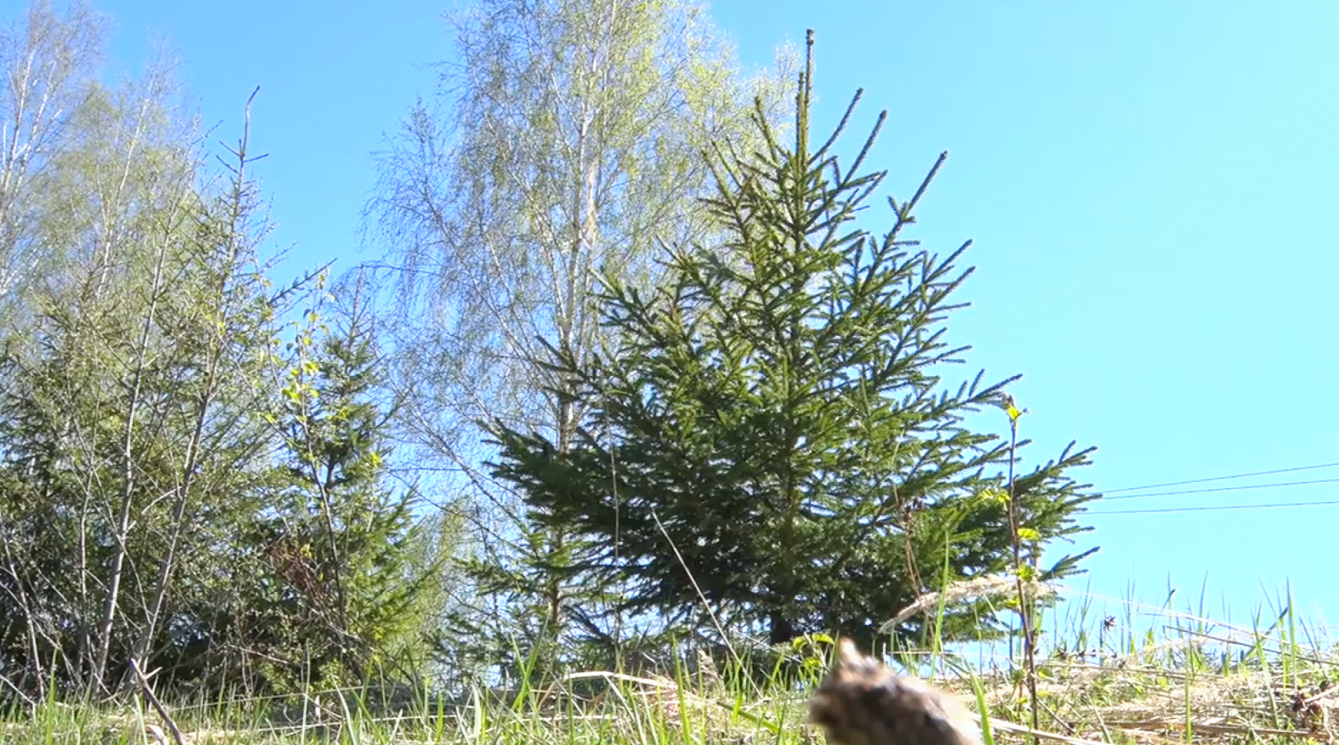 Клин, общество, безопасность, леса, пожары,