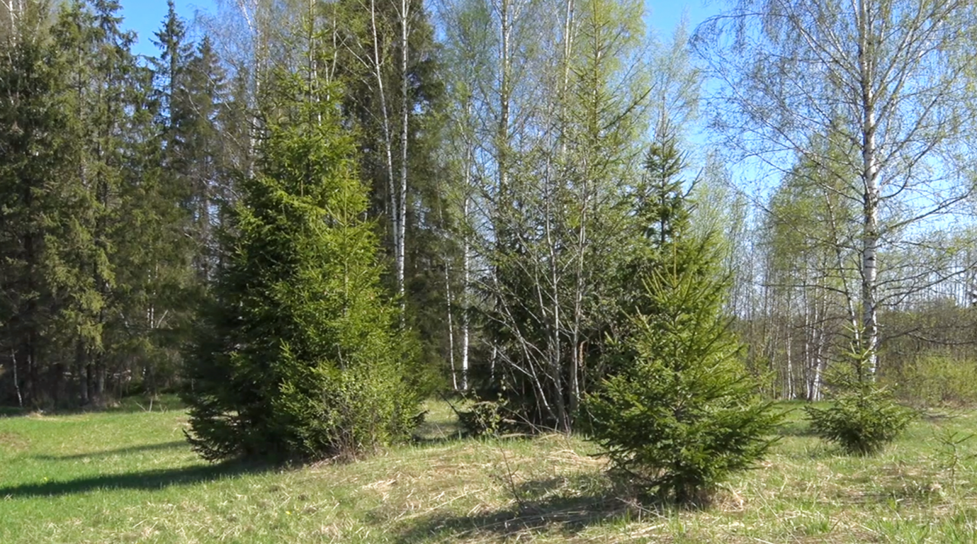 Клин, общество, безопасность, леса, пожары,