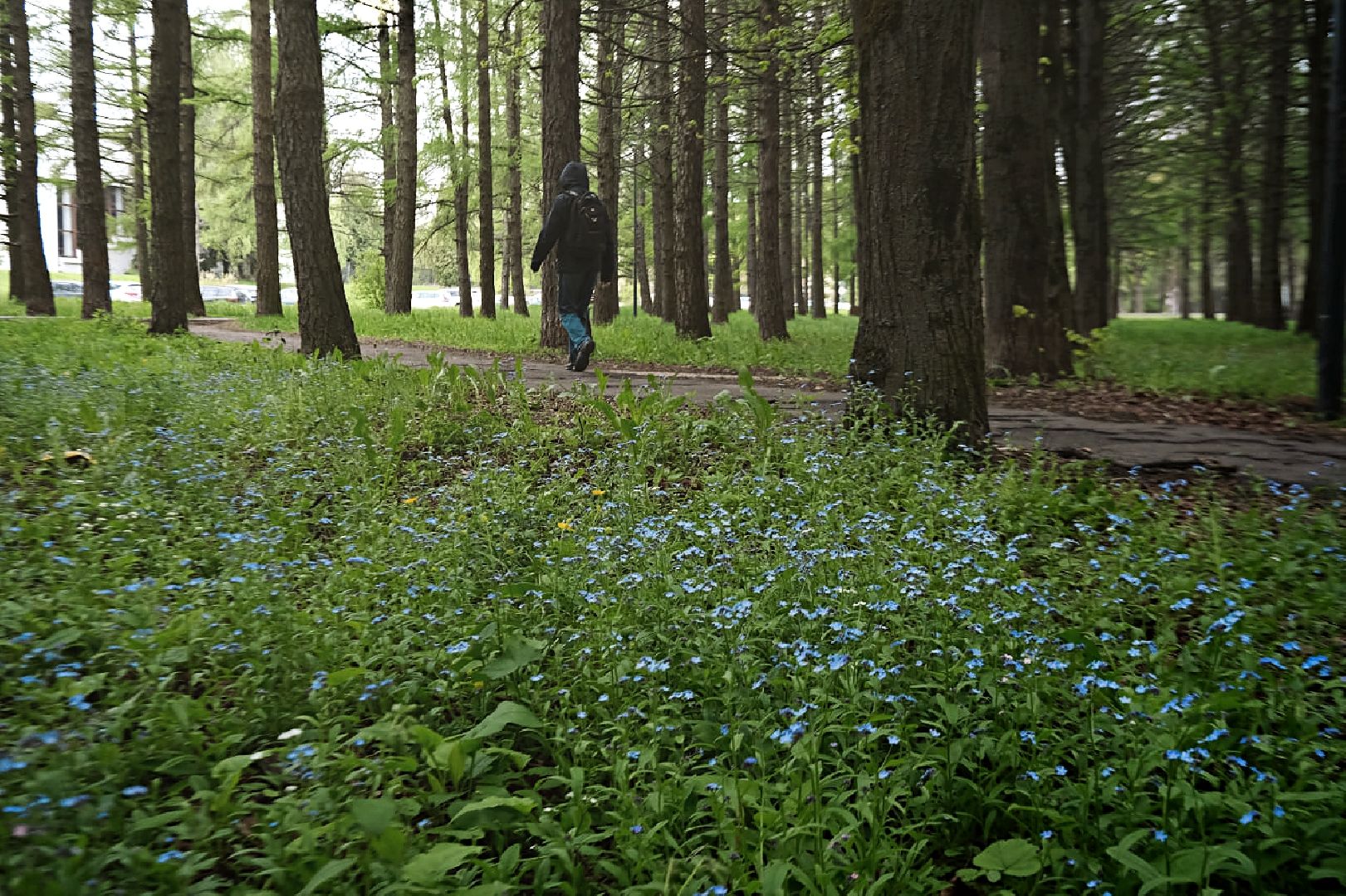 пущино, экология, растения,