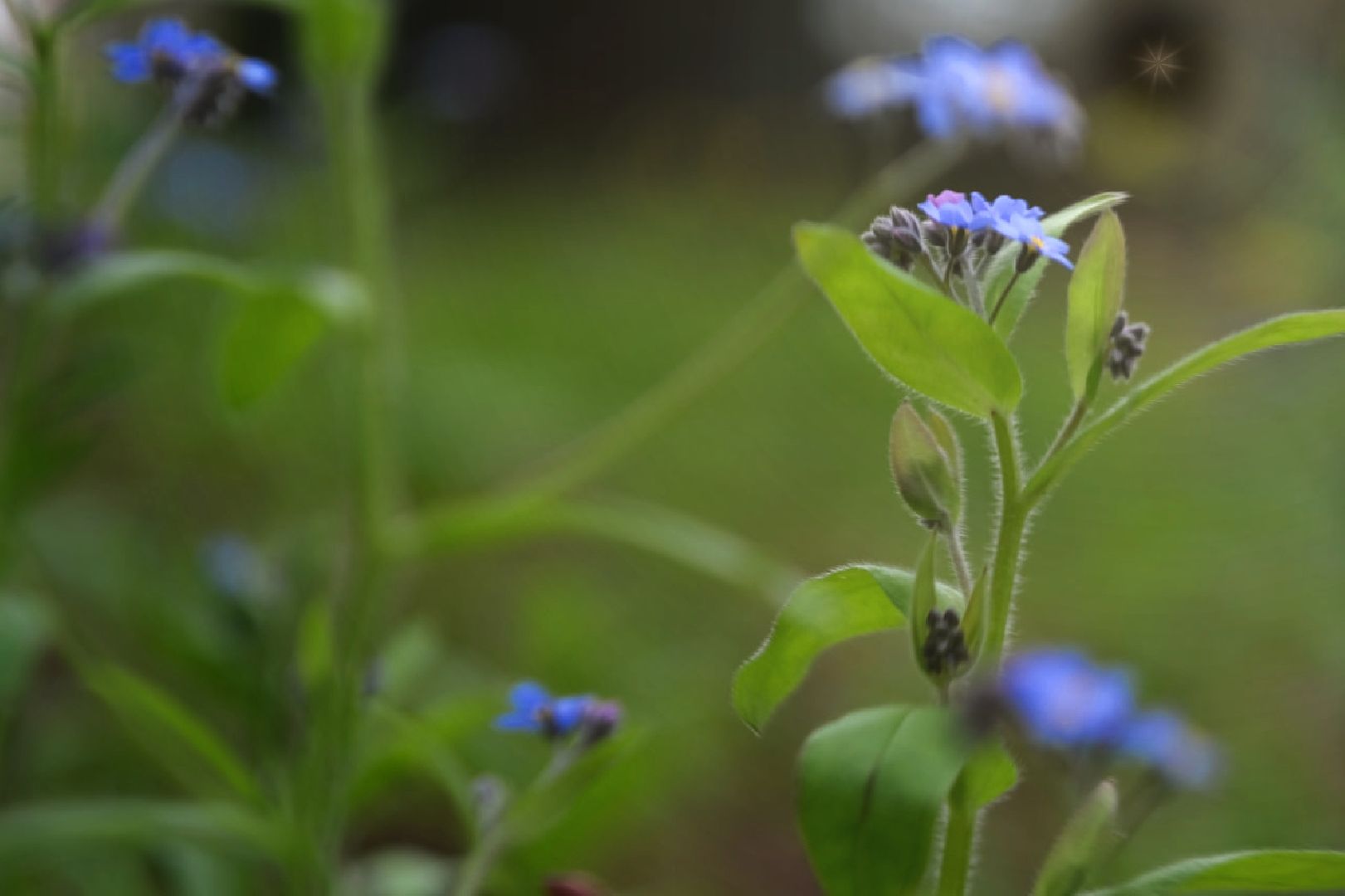 пущино, экология, растения,