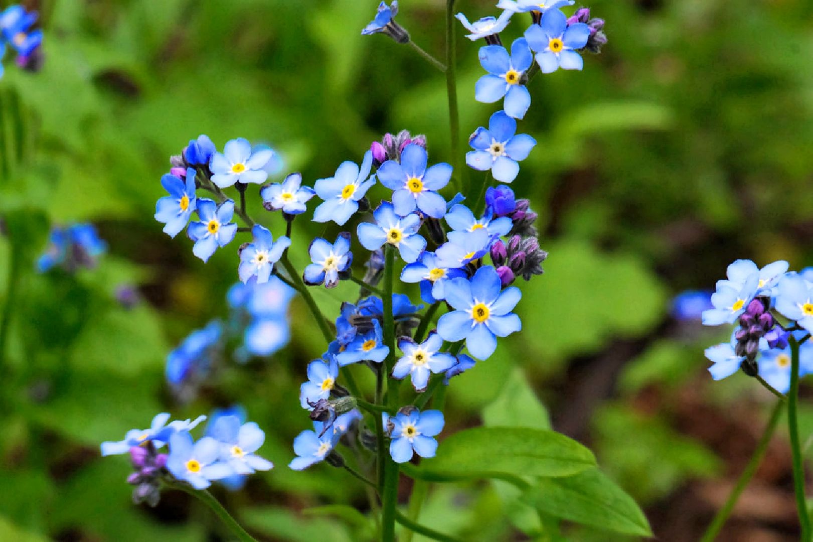 пущино, экология, растения,