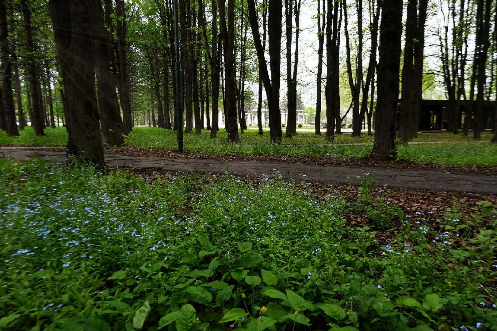 пущино, экология, растения,